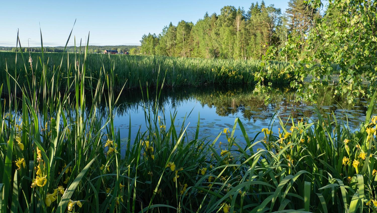 a lake seen through the grass