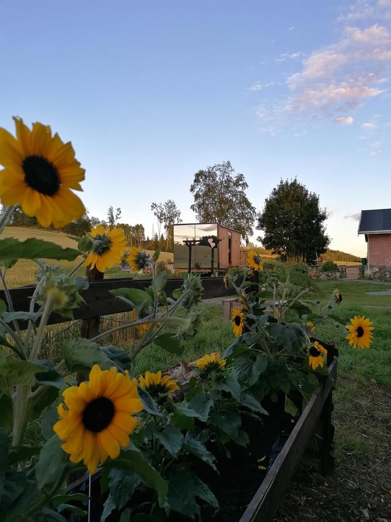 Sunflowers with cabin in the background 