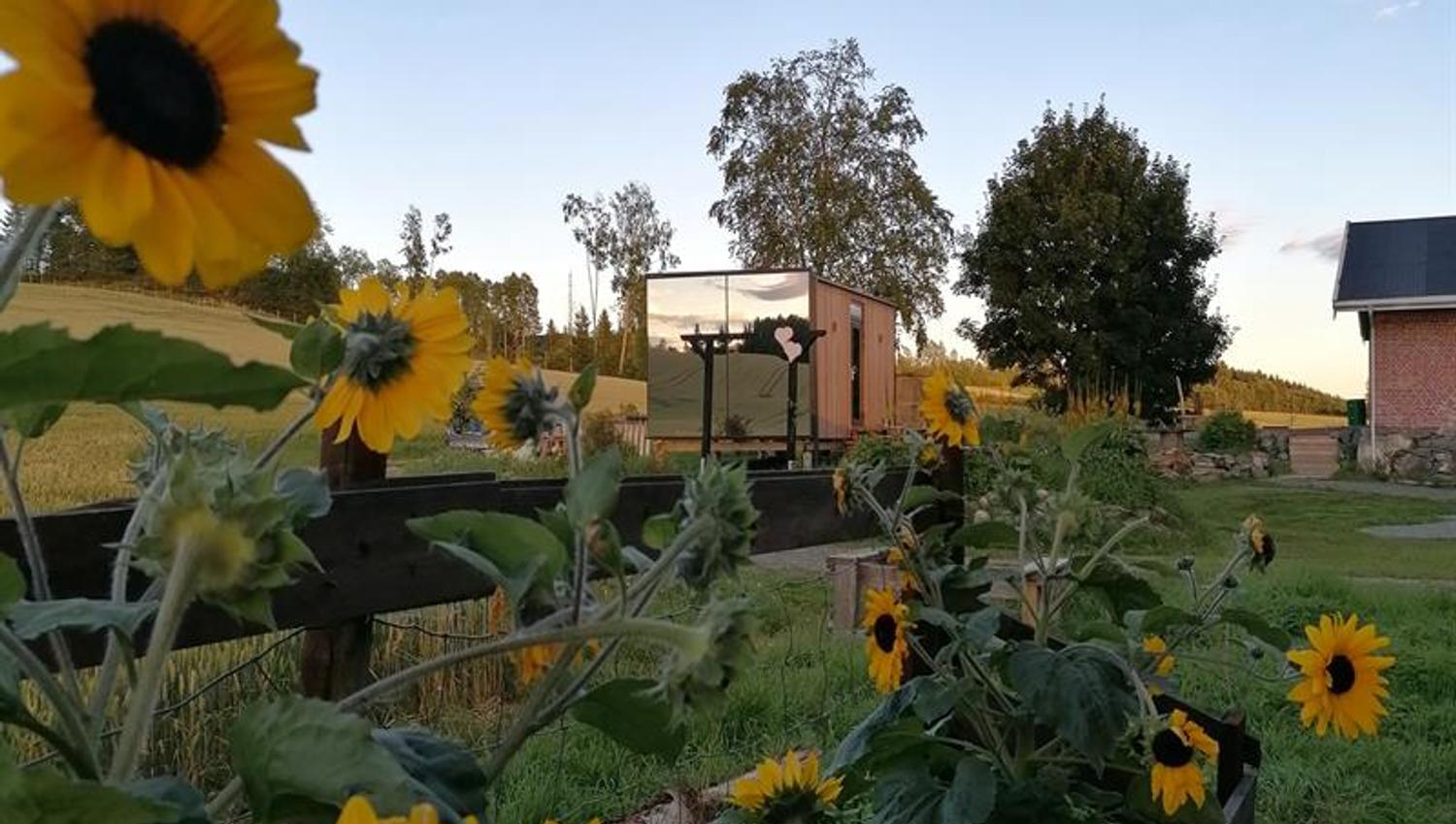Sunflowers with cabin in the background