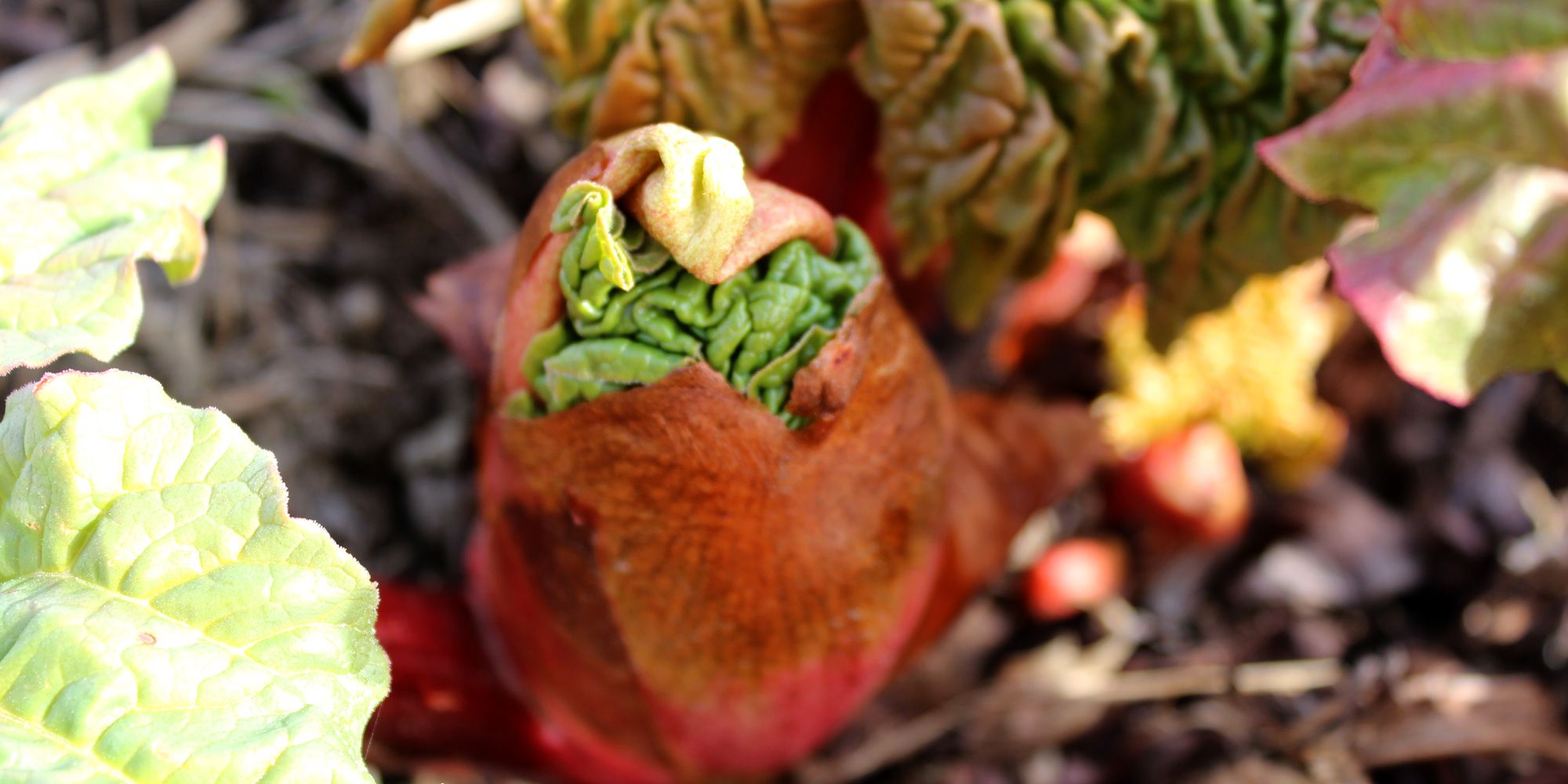 Salat fra Mikkelhaug på Levanger