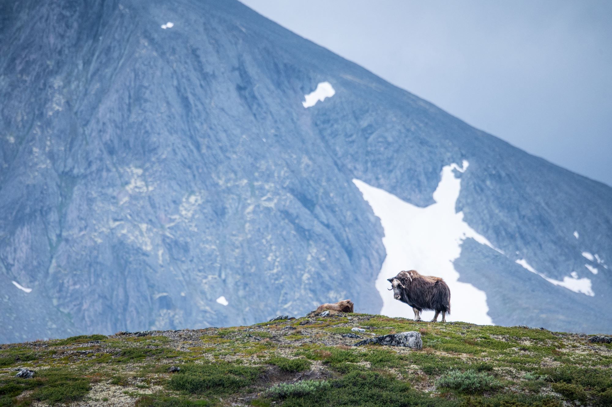 Moskussafari med personlig guide