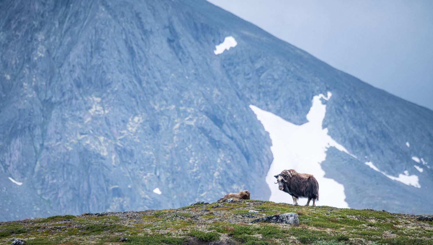 Moskussafari med personlig guide