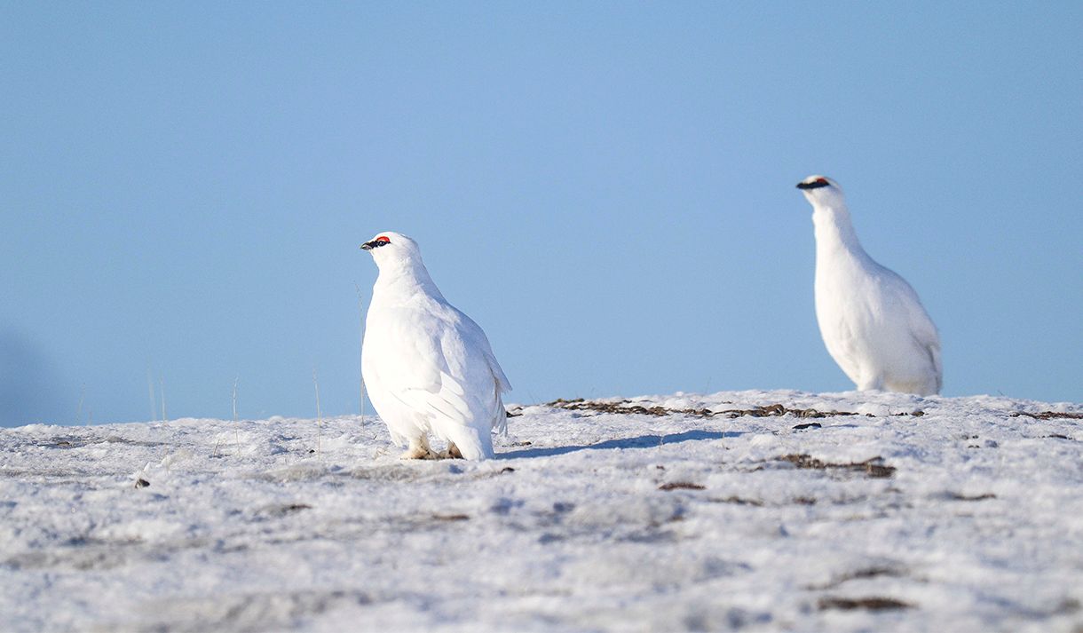 To svalbardryper i vinterdrakt på en snødekt bakke