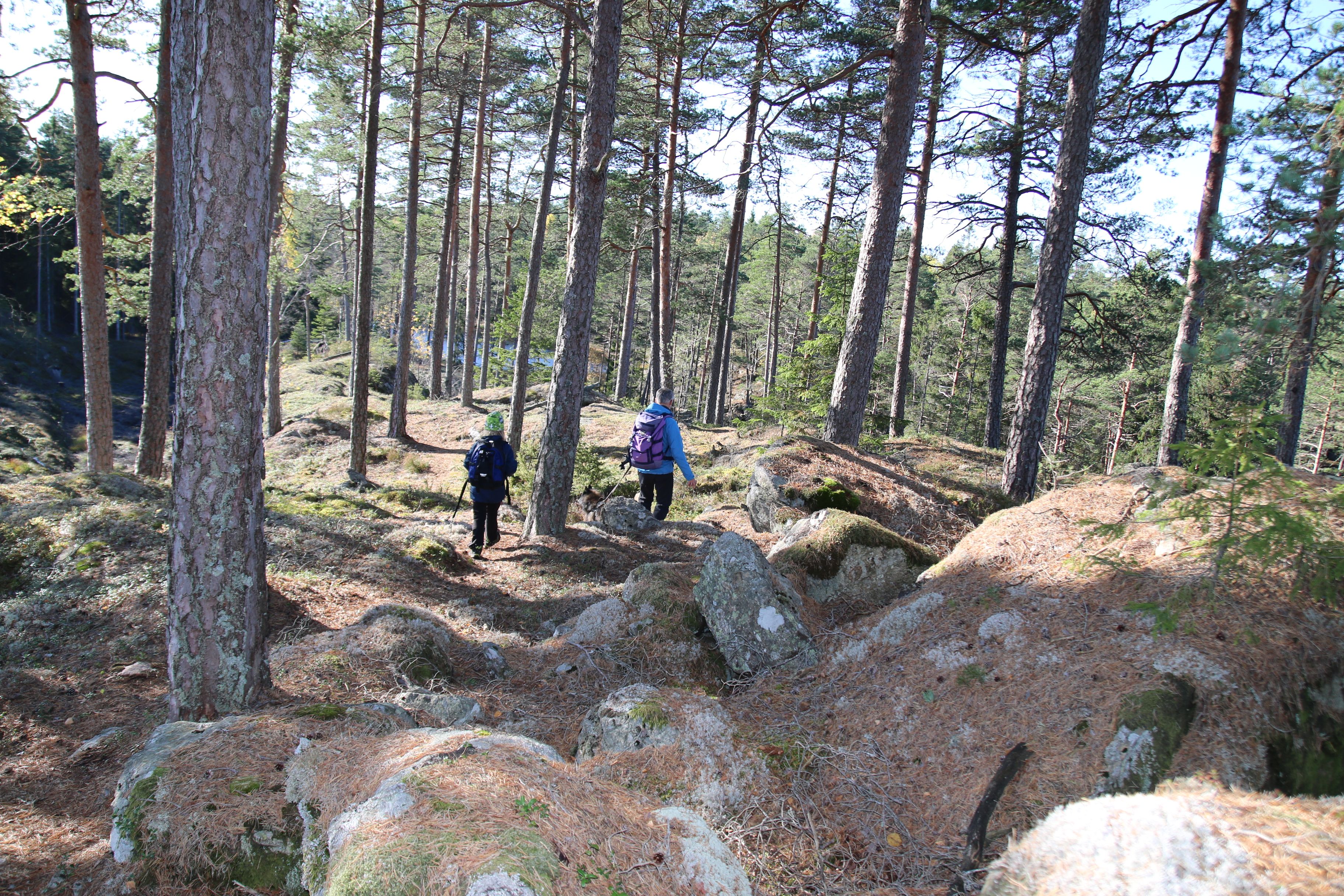 På tur gjennom åpen furuskog