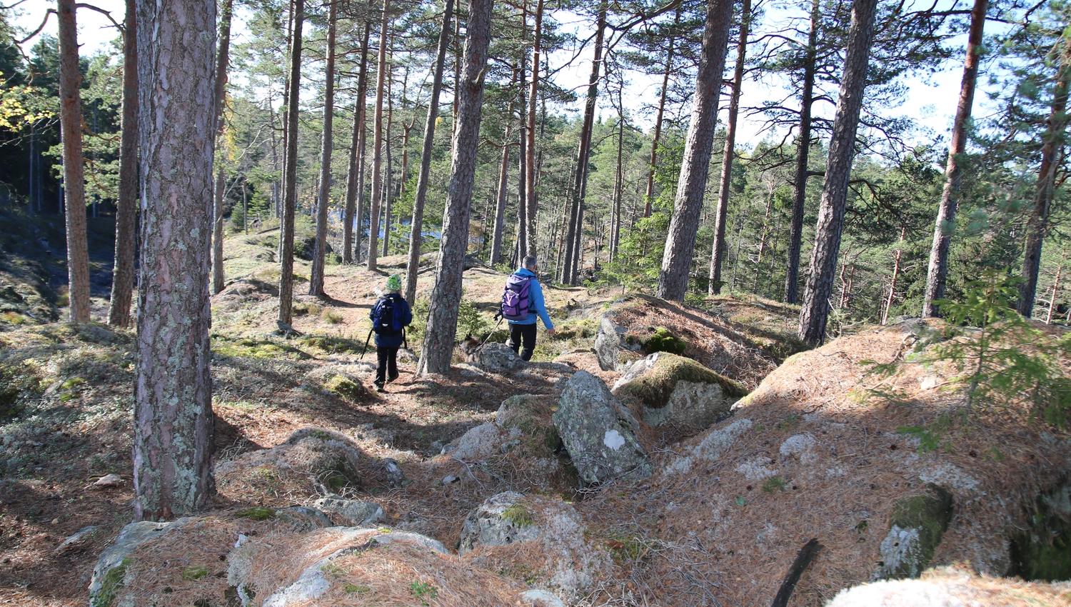 På tur gjennom åpen furuskog