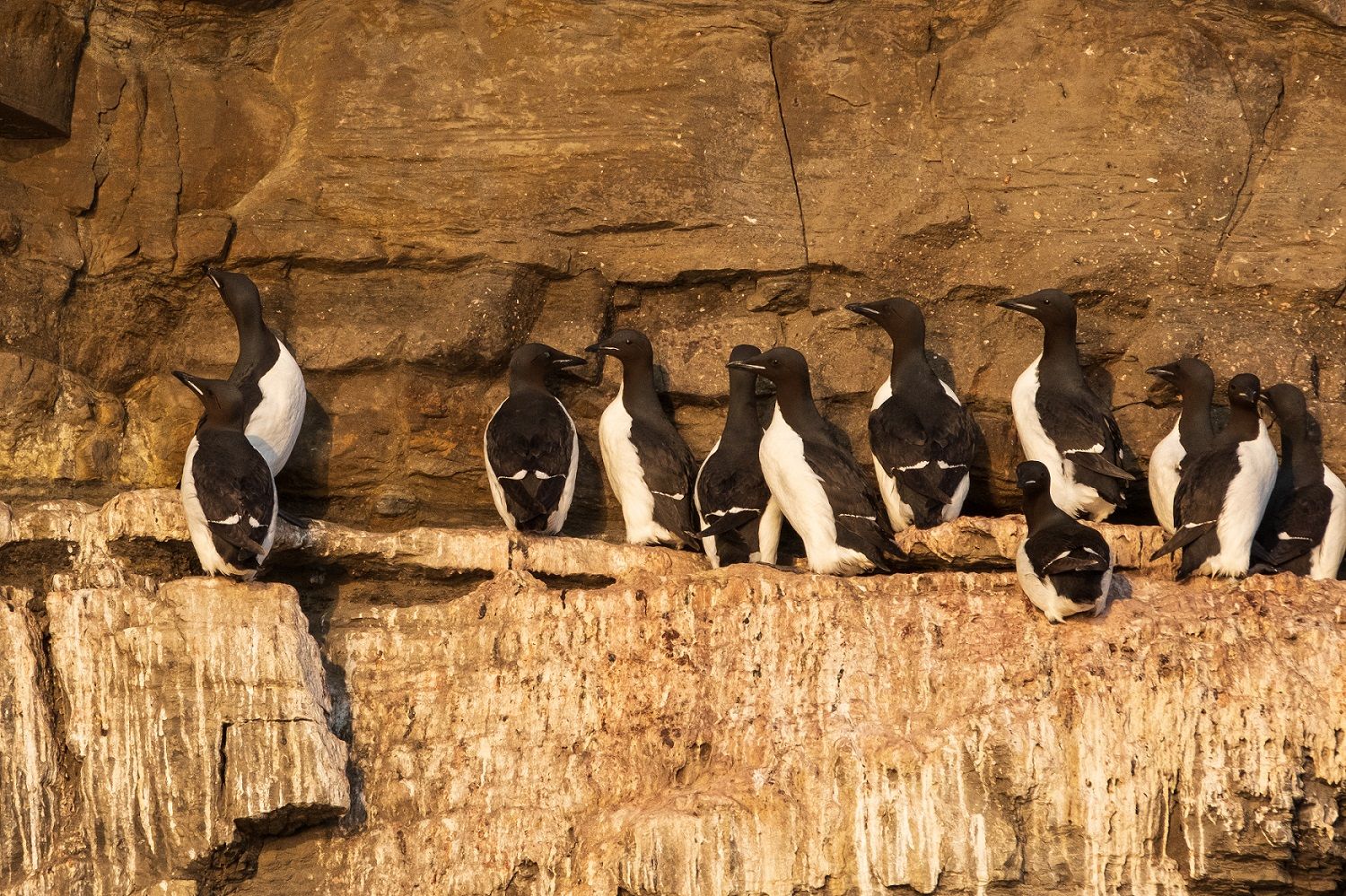 Birds standing on a mountain ledge