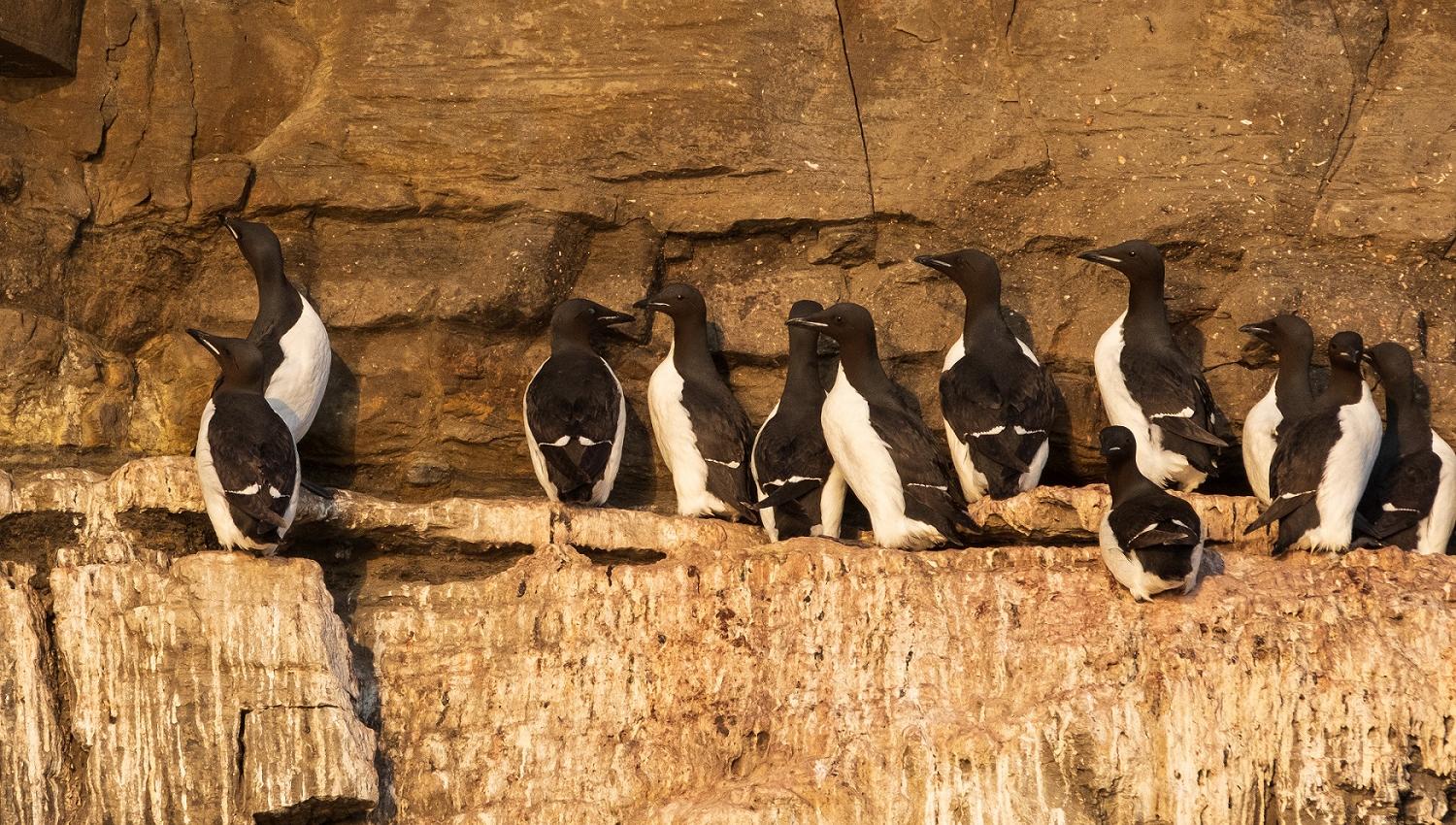 Birds standing on a mountain ledge
