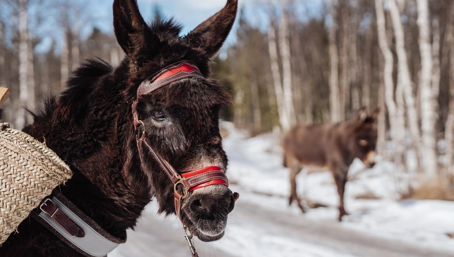 Fotograf Stian van der Meeren 46