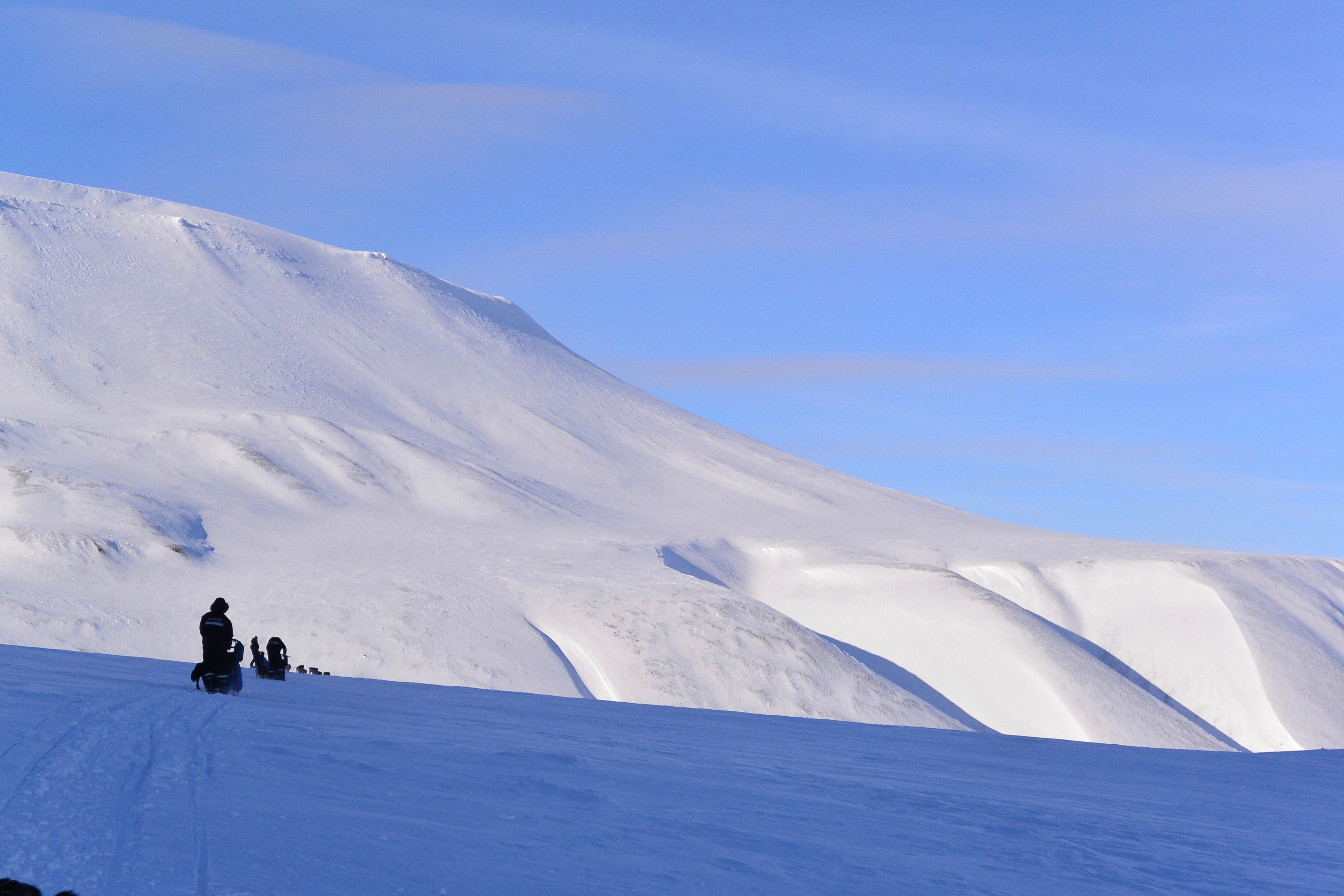 Dog sleds in the wilderness