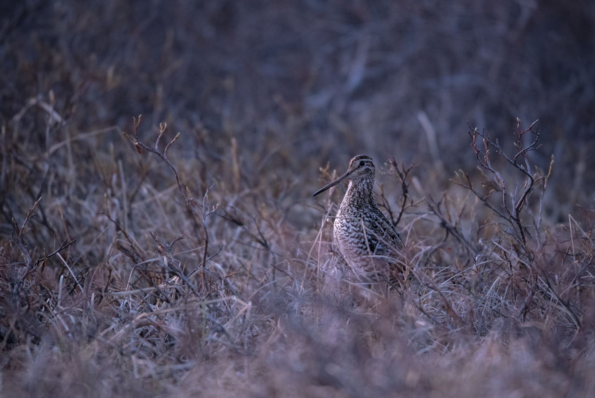 Bird watching with guide