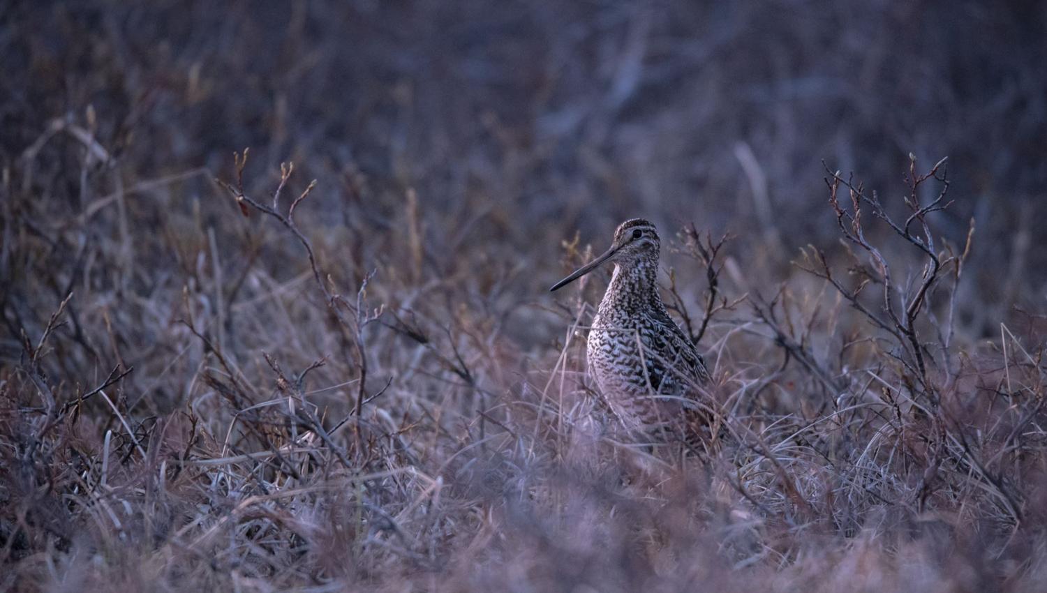 Bird watching with guide