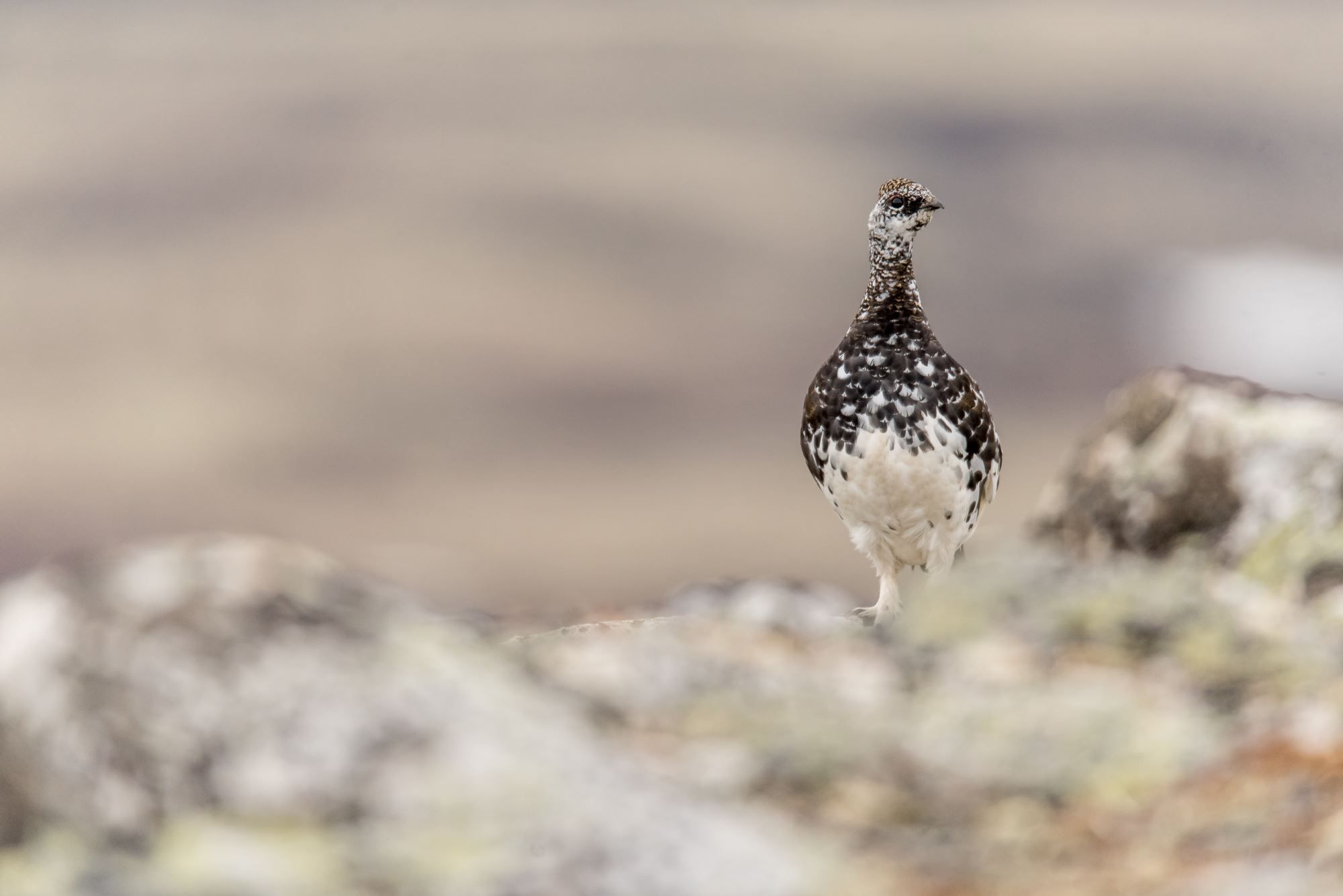 Bird watching with guide