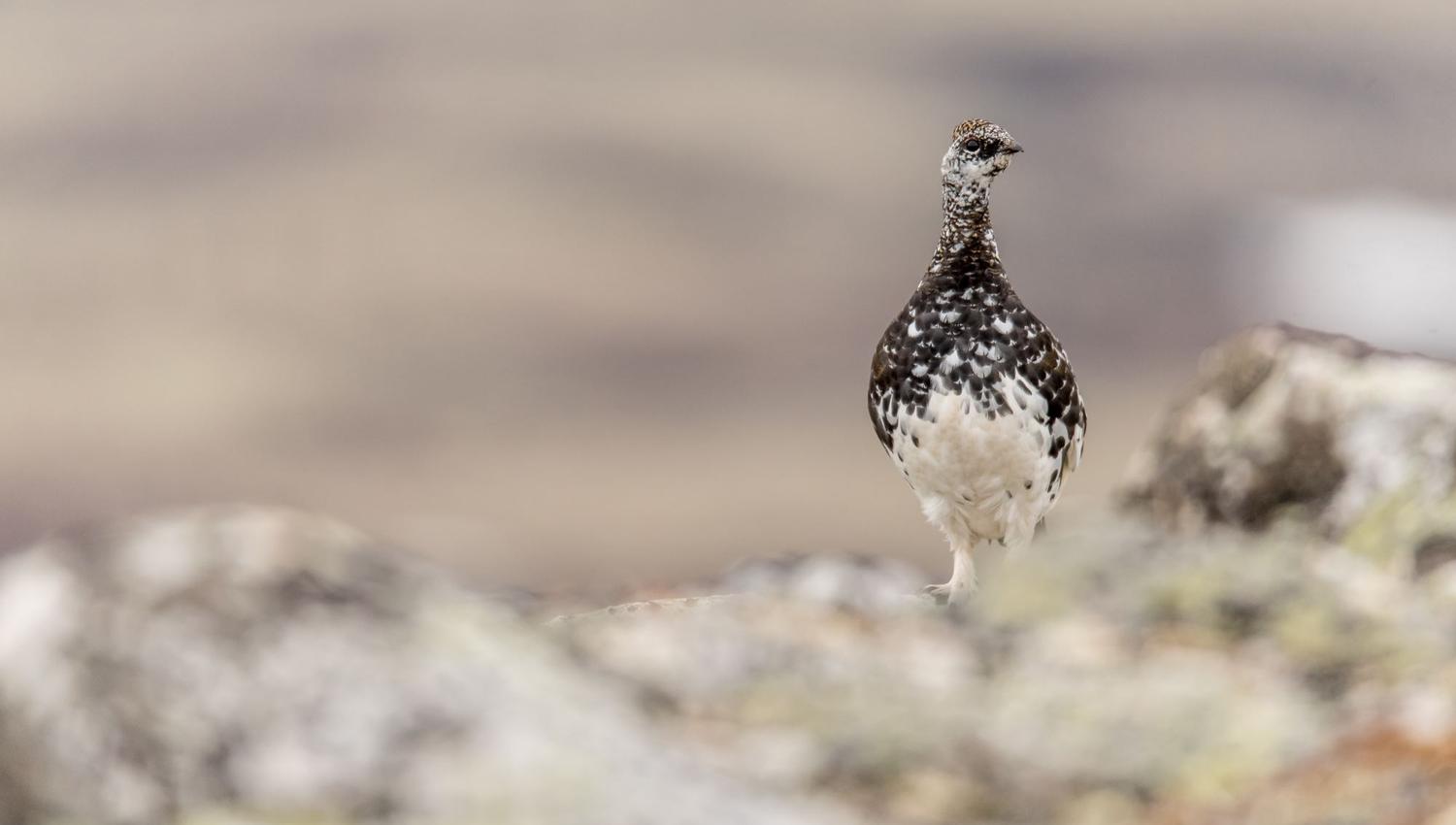 Bird watching with guide