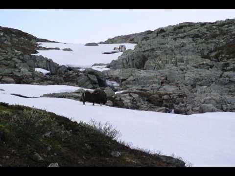 Gladdans på snøen!