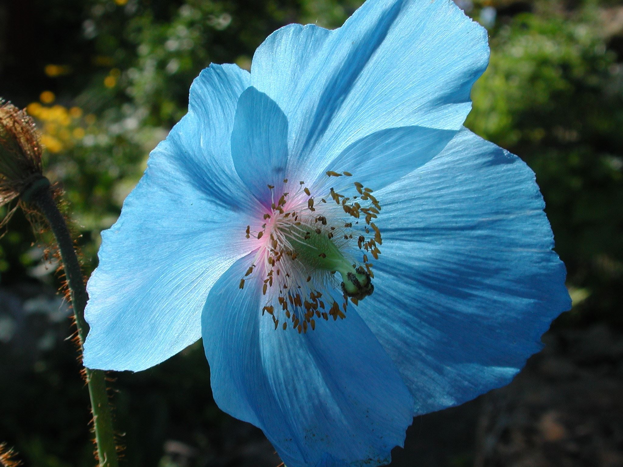Meconopsis Lingholm i Tromsø arktisk-alpine botanisk hage 