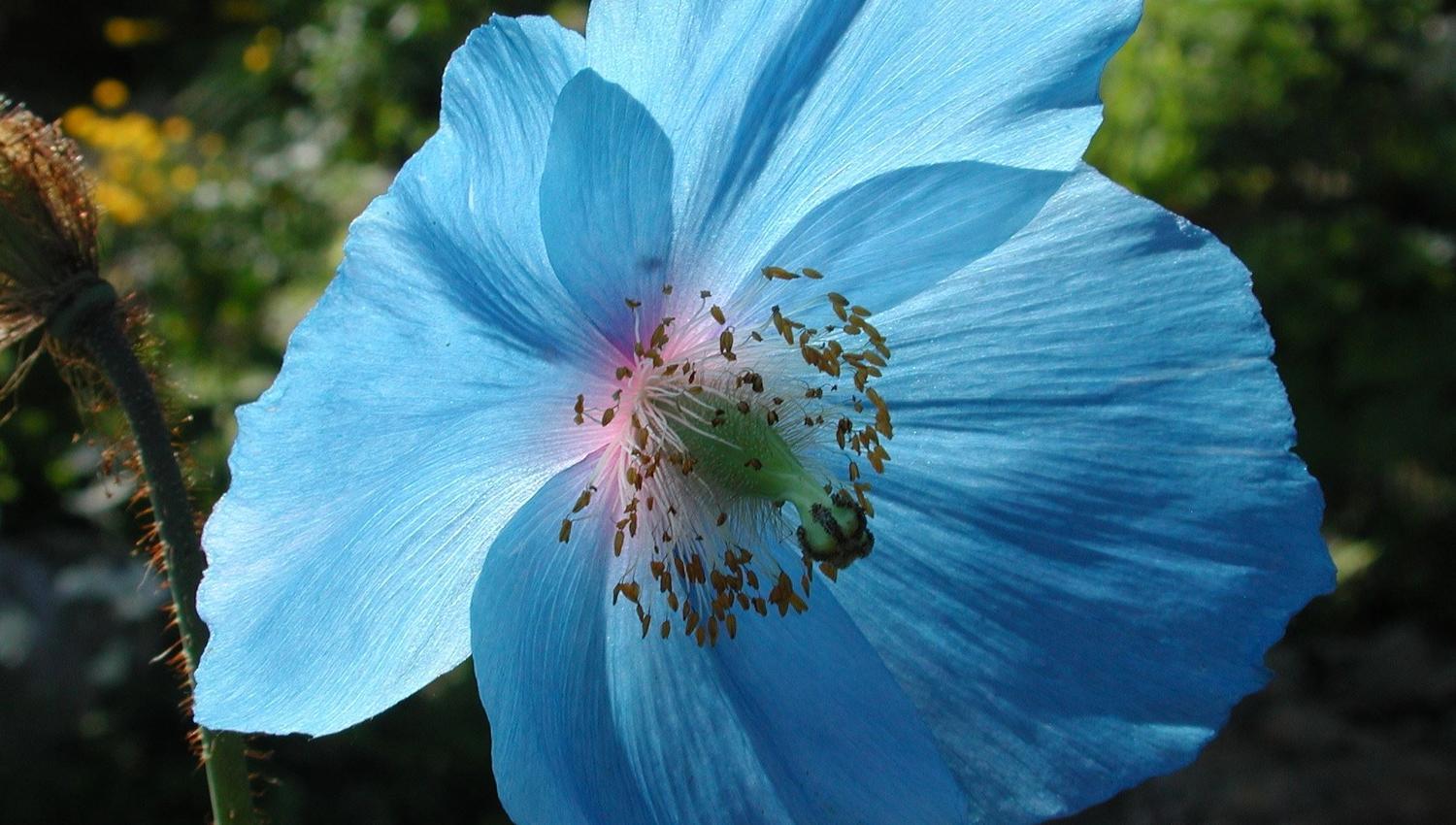 Meconopsis Lingholm i Tromsø arktisk-alpine botanisk hage