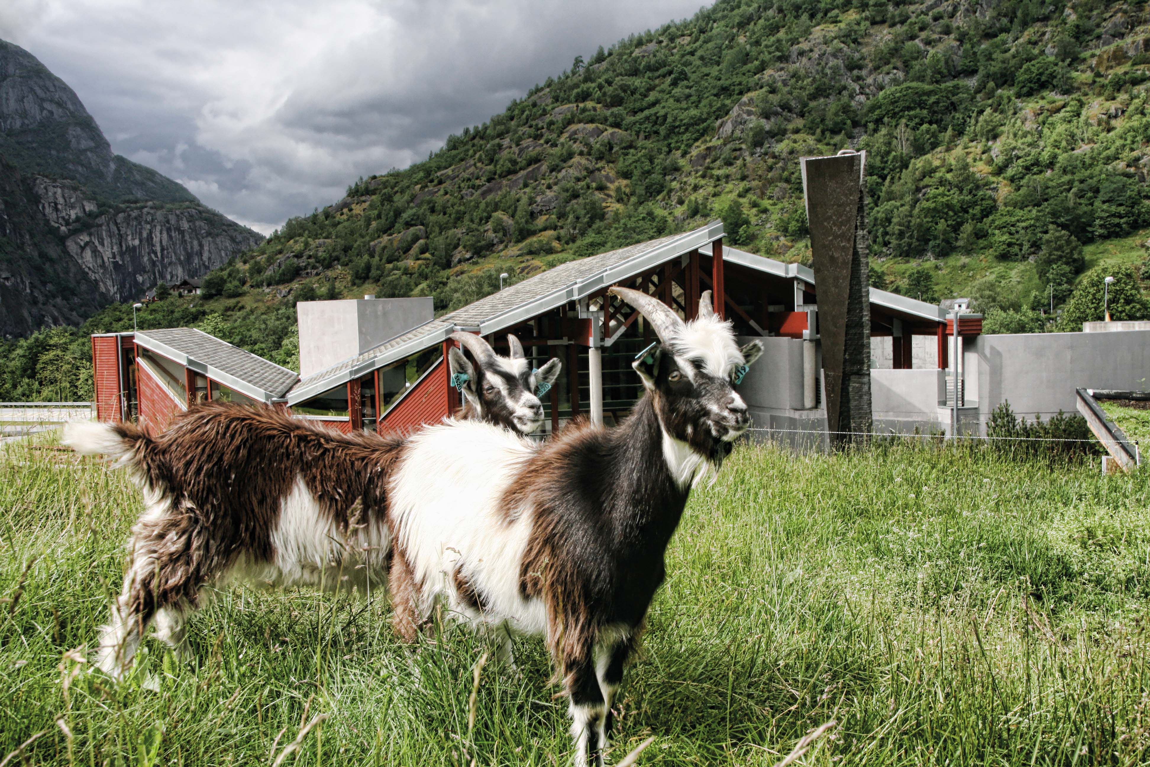 A photo shot of two goats on top of the grass roof of the Hardangerviddahallen building.