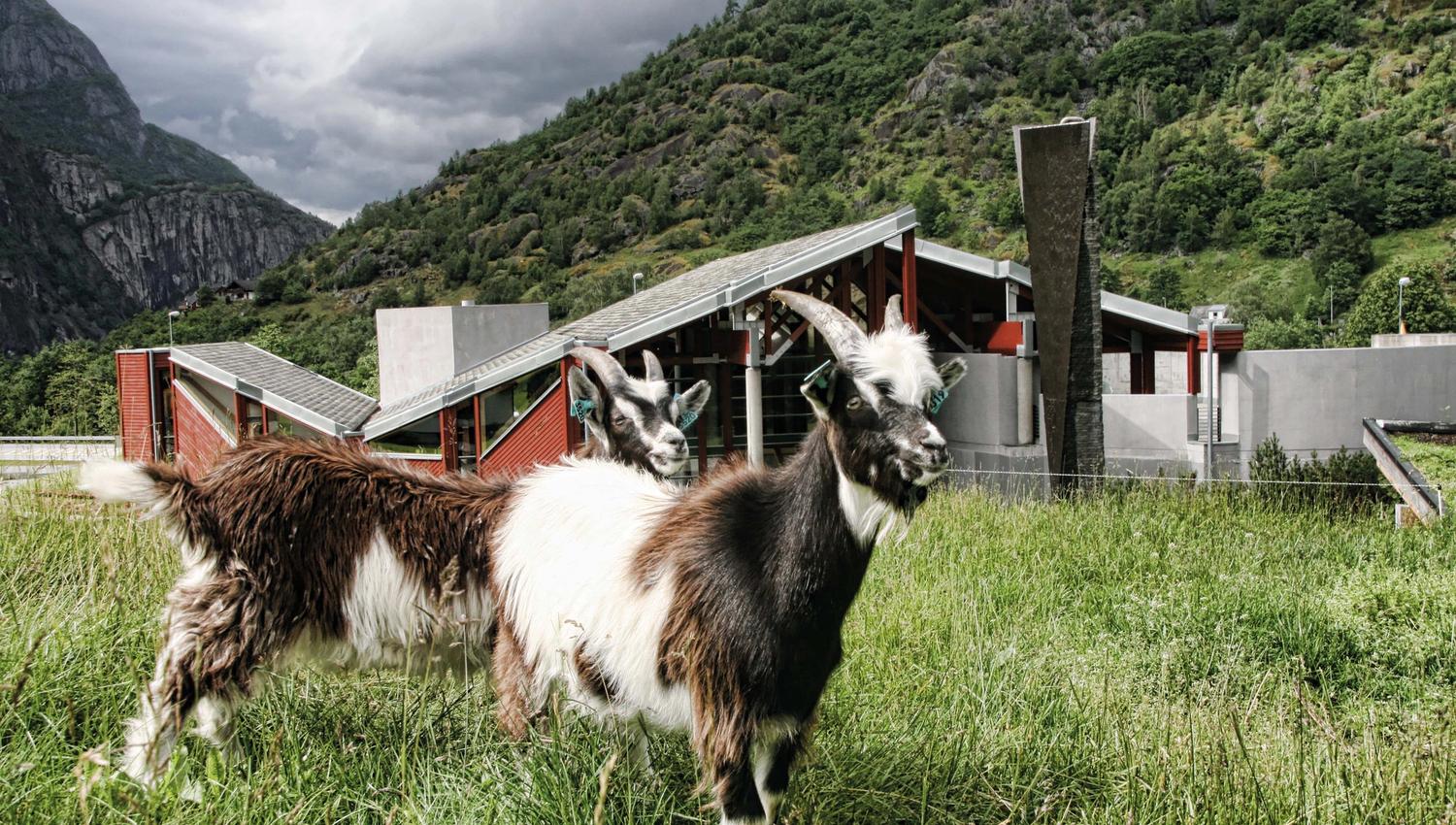 A photo shot of two goats on top of the grass roof of the Hardangerviddahallen building.