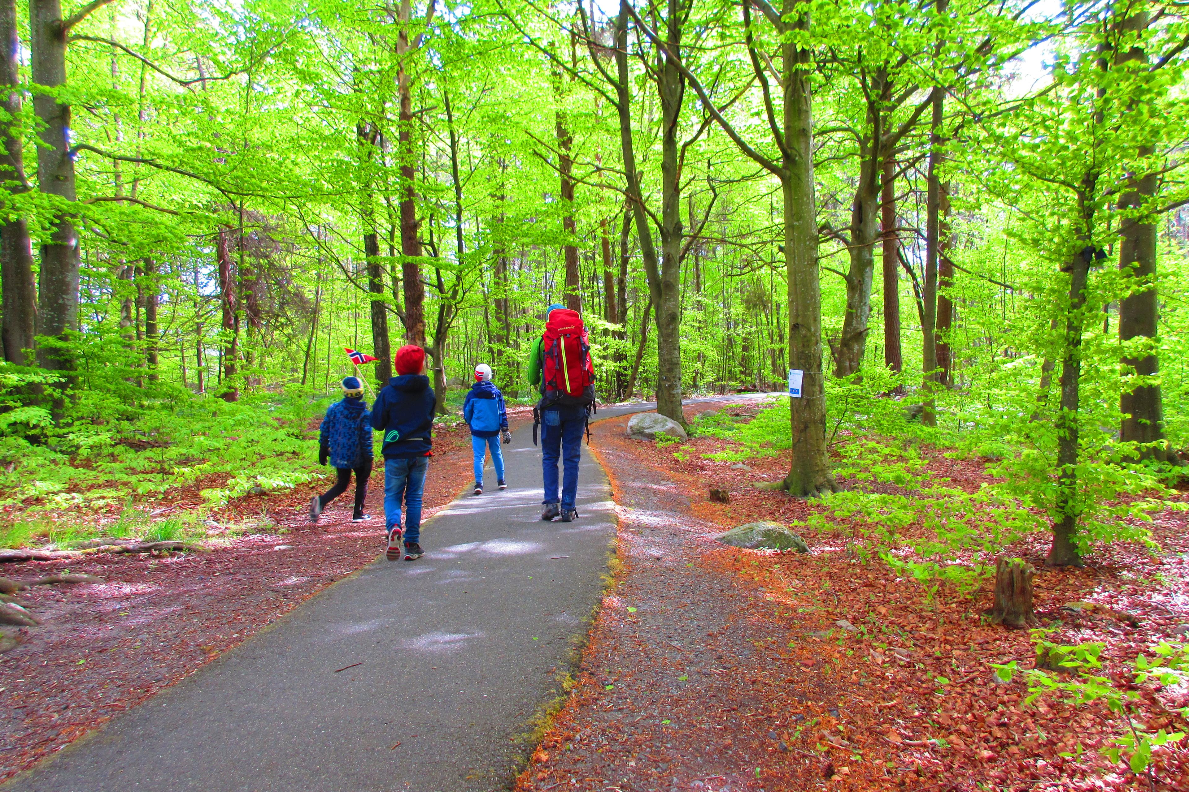 Bøkeskogen i Raet Nasjonalpark
