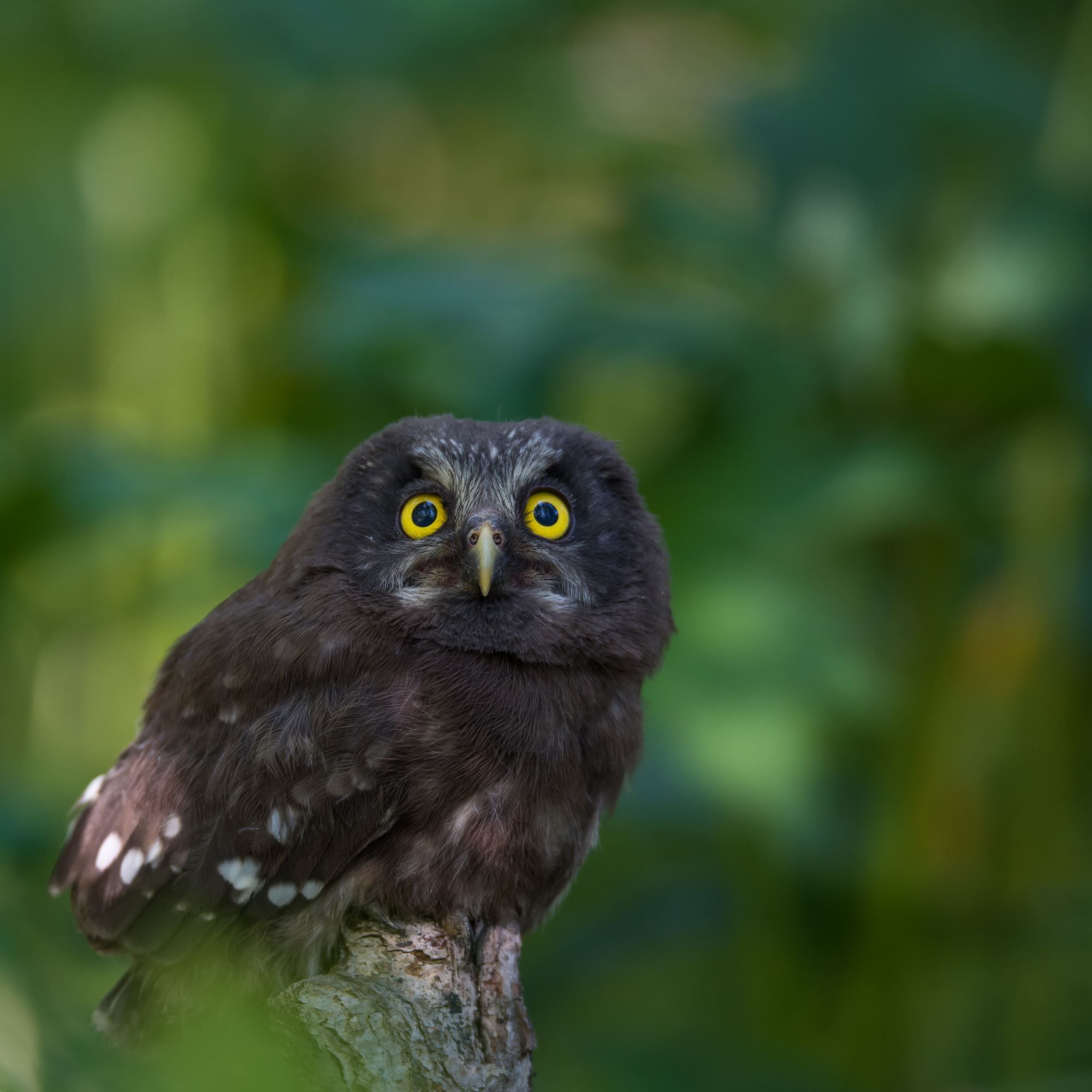 Bird watching with guide