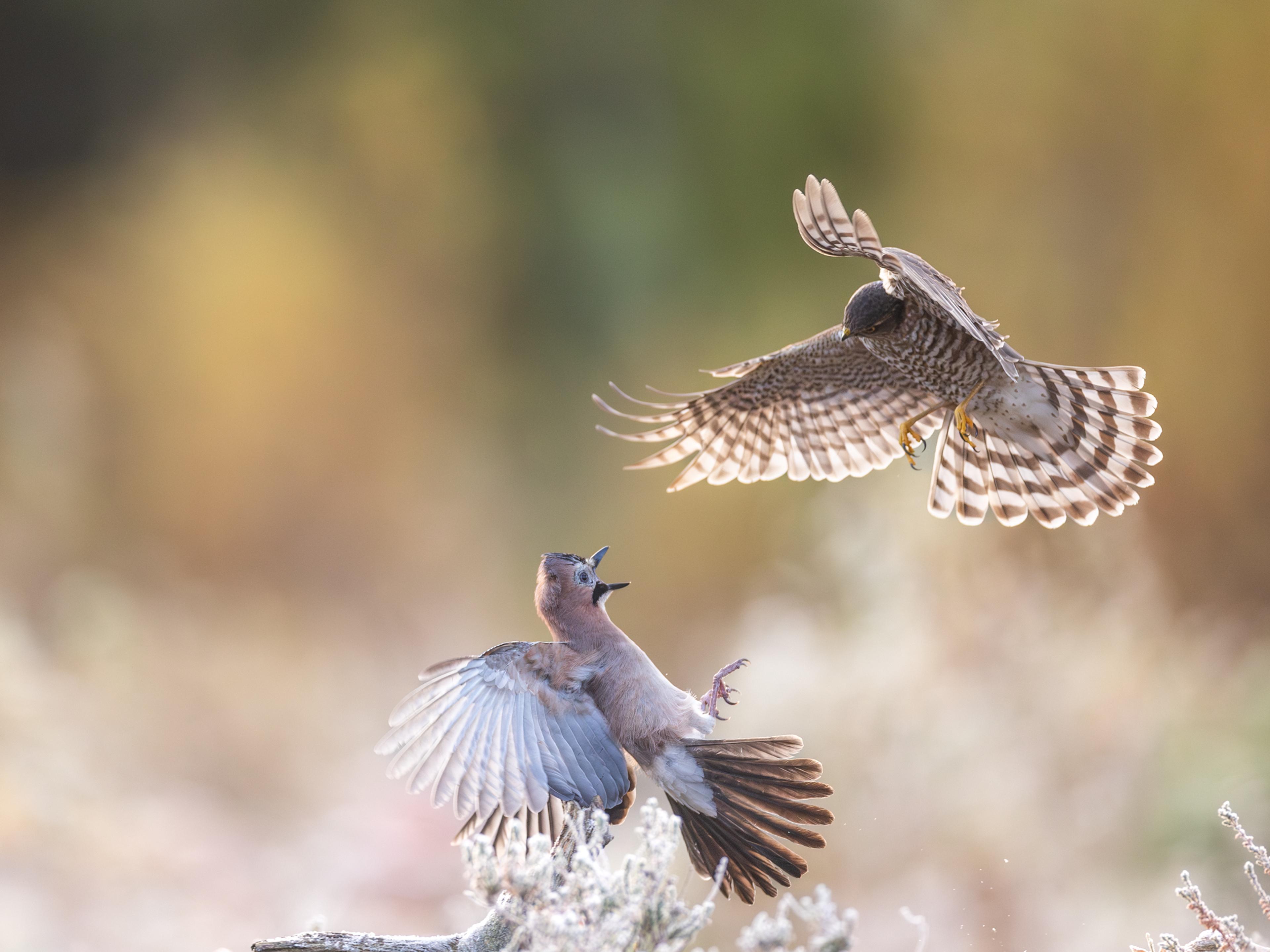 _U2A0037-Enhanced-NR