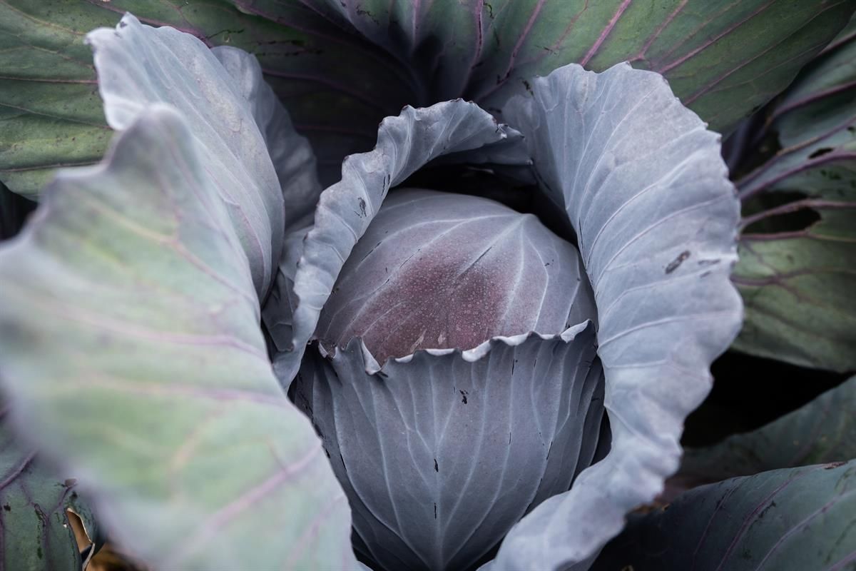 Fredheim gårdsutsalg