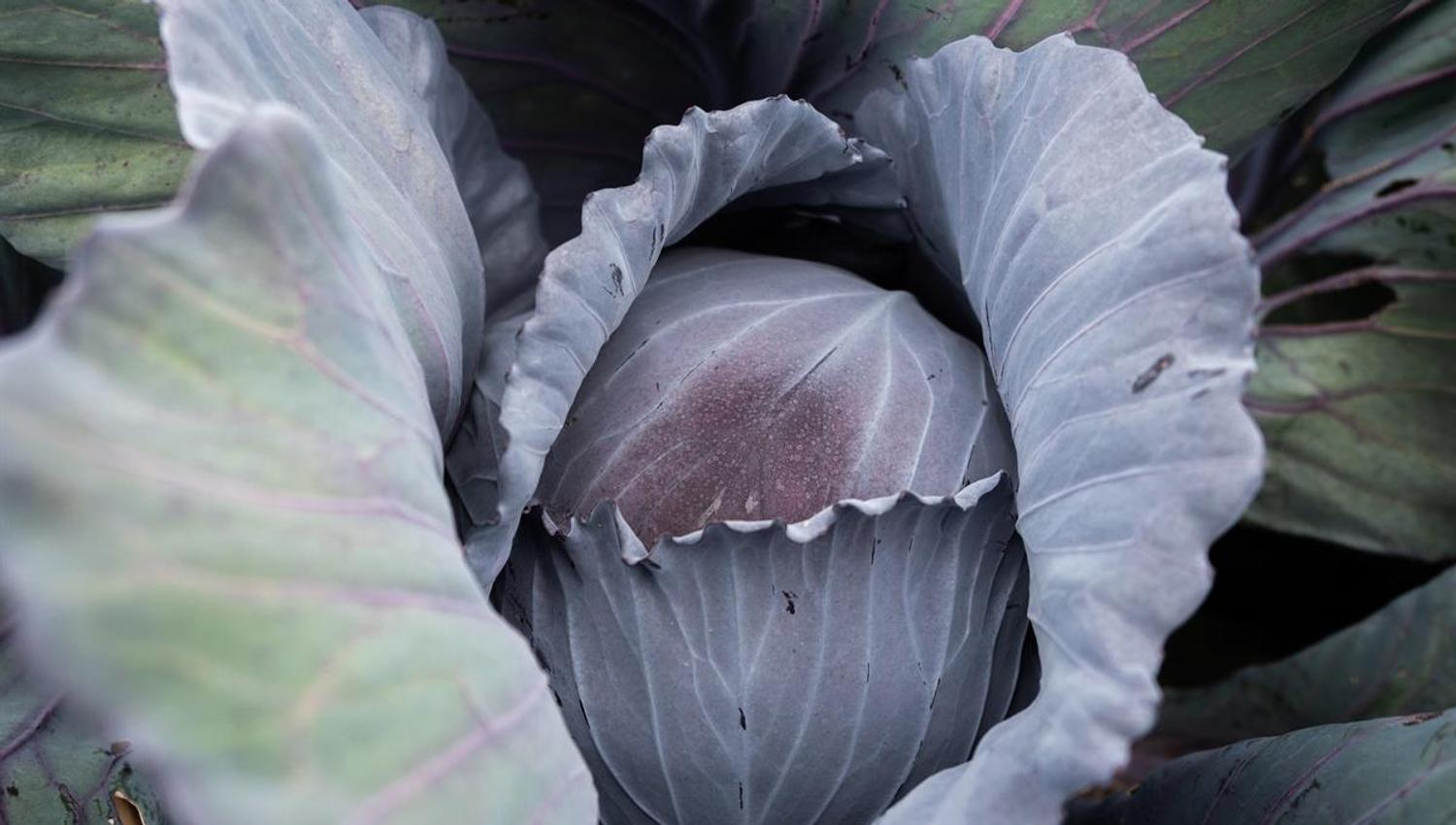 Fredheim gårdsutsalg