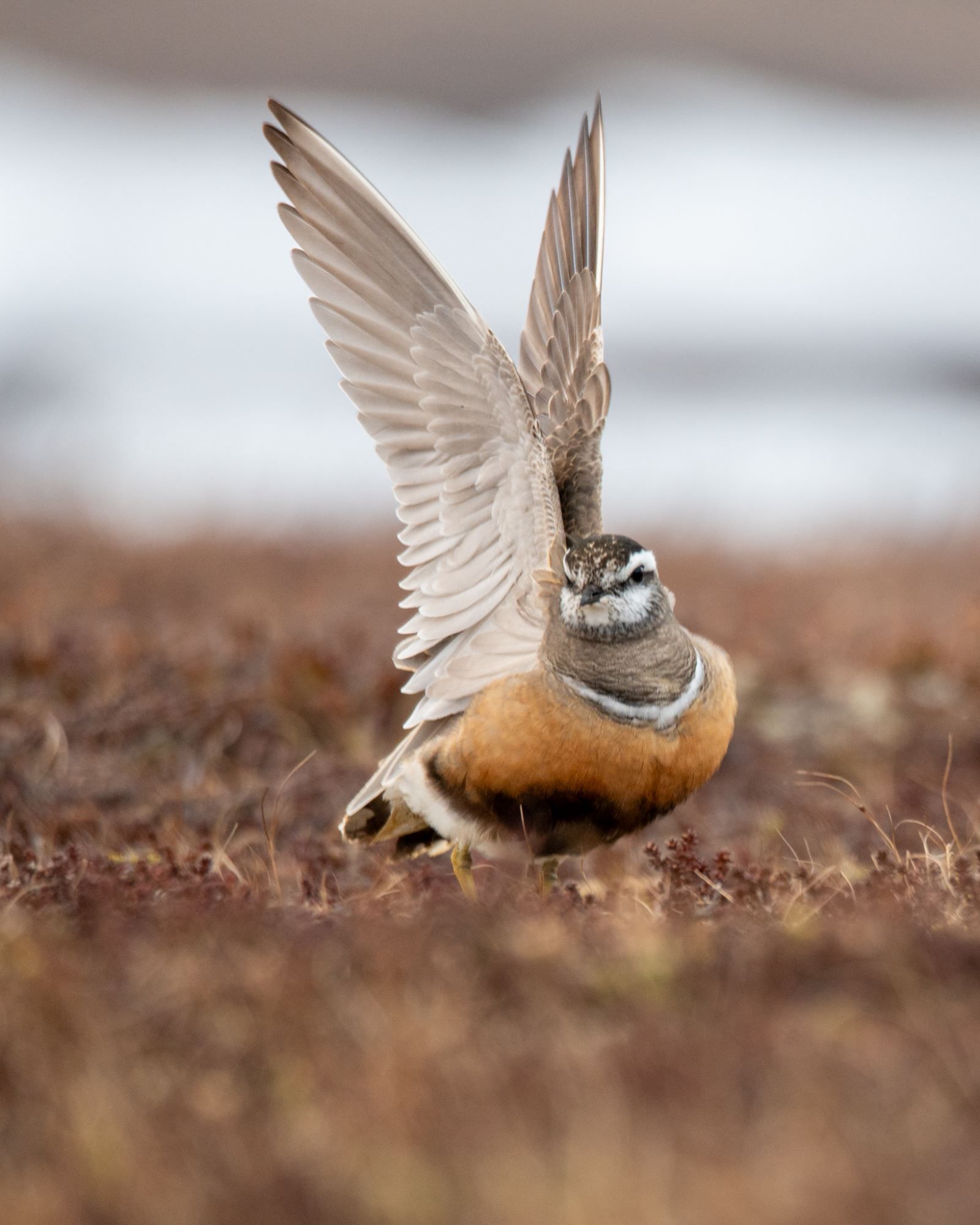 Bird watching with guide