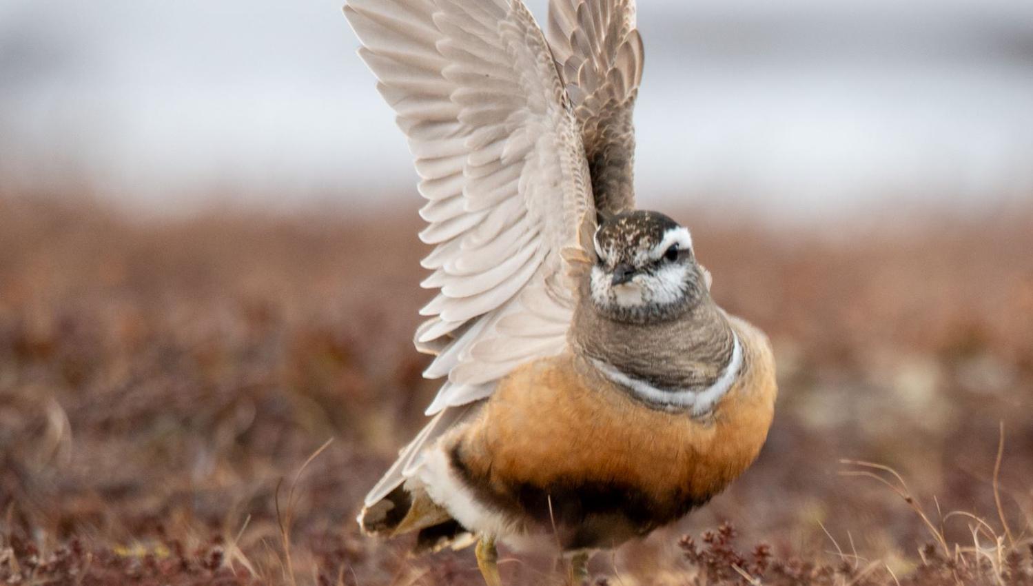 Bird watching with guide