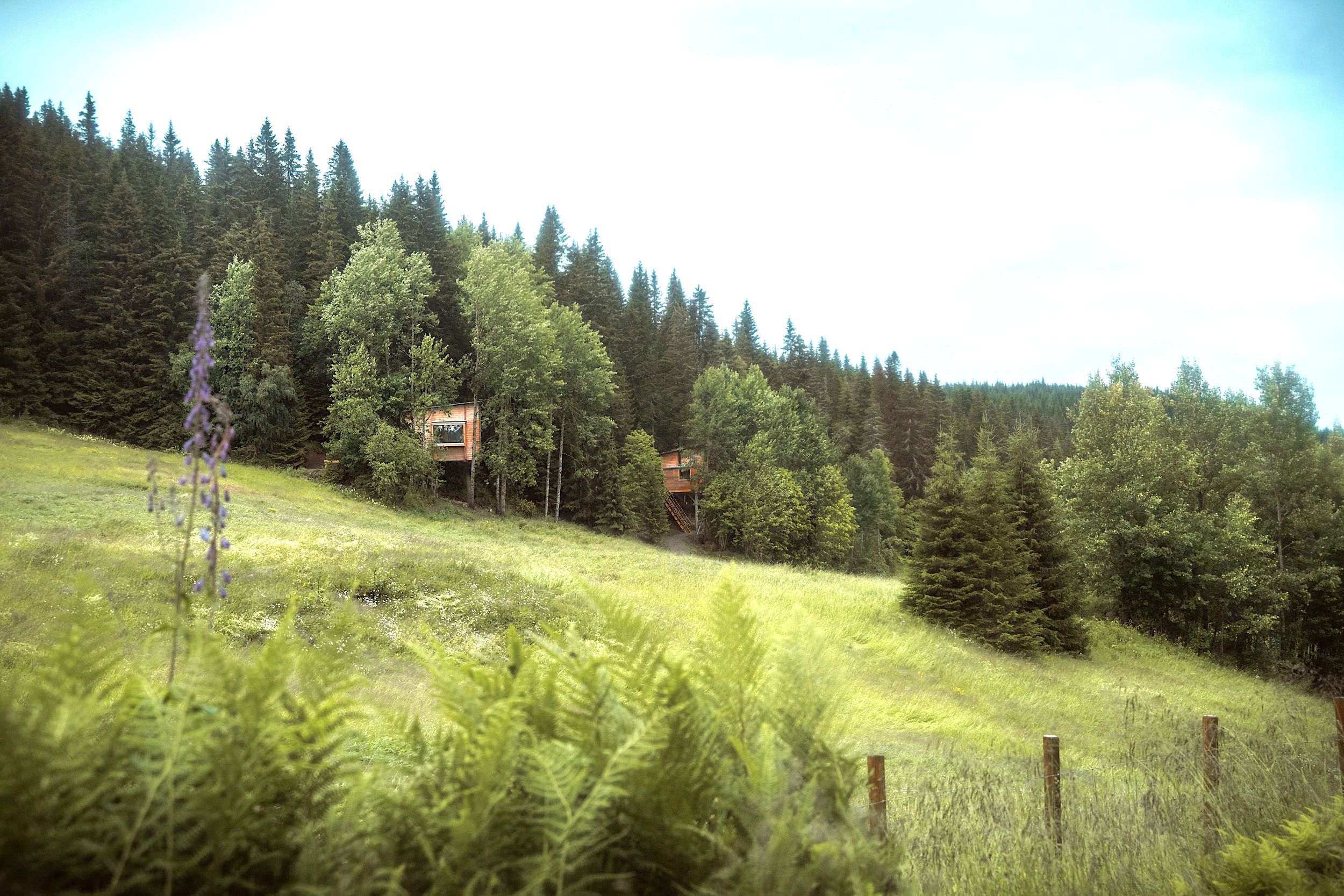 Two treehouses surrounded by lush forest and greenery.