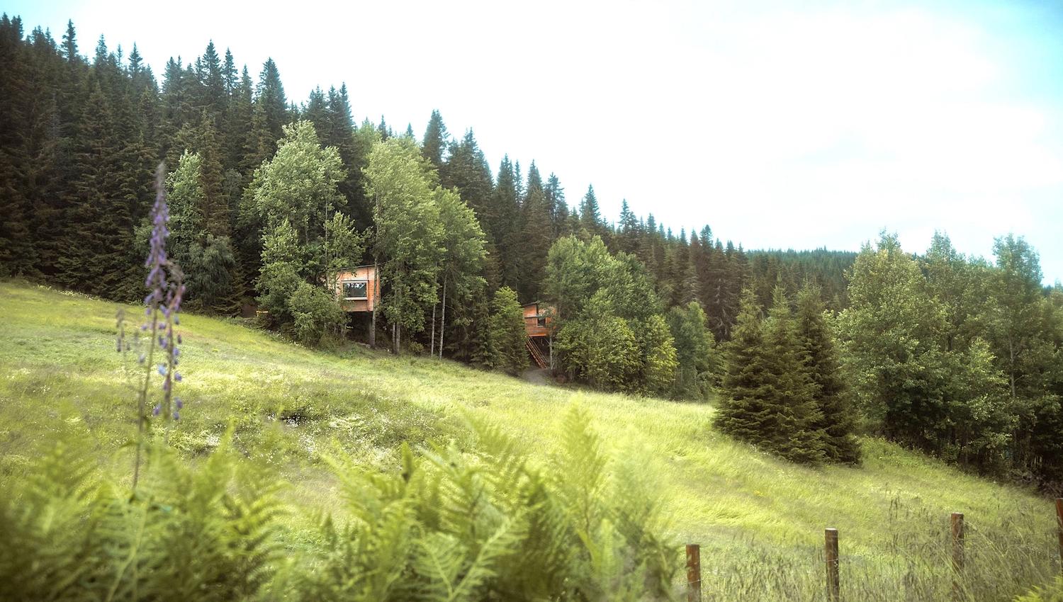 Two treehouses surrounded by lush forest and greenery.
