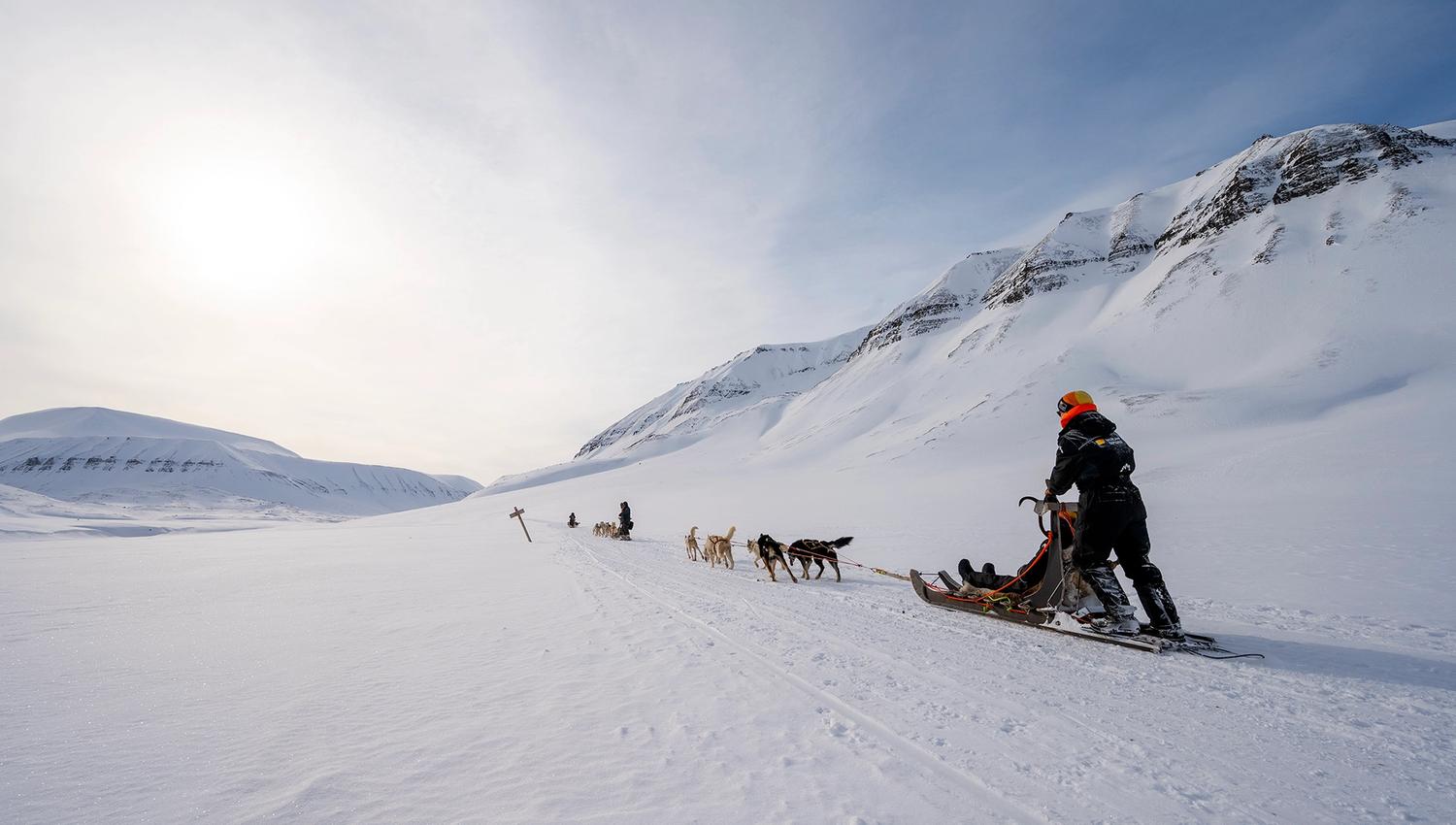 A person driving a dog sled into a snowy winter landscape.