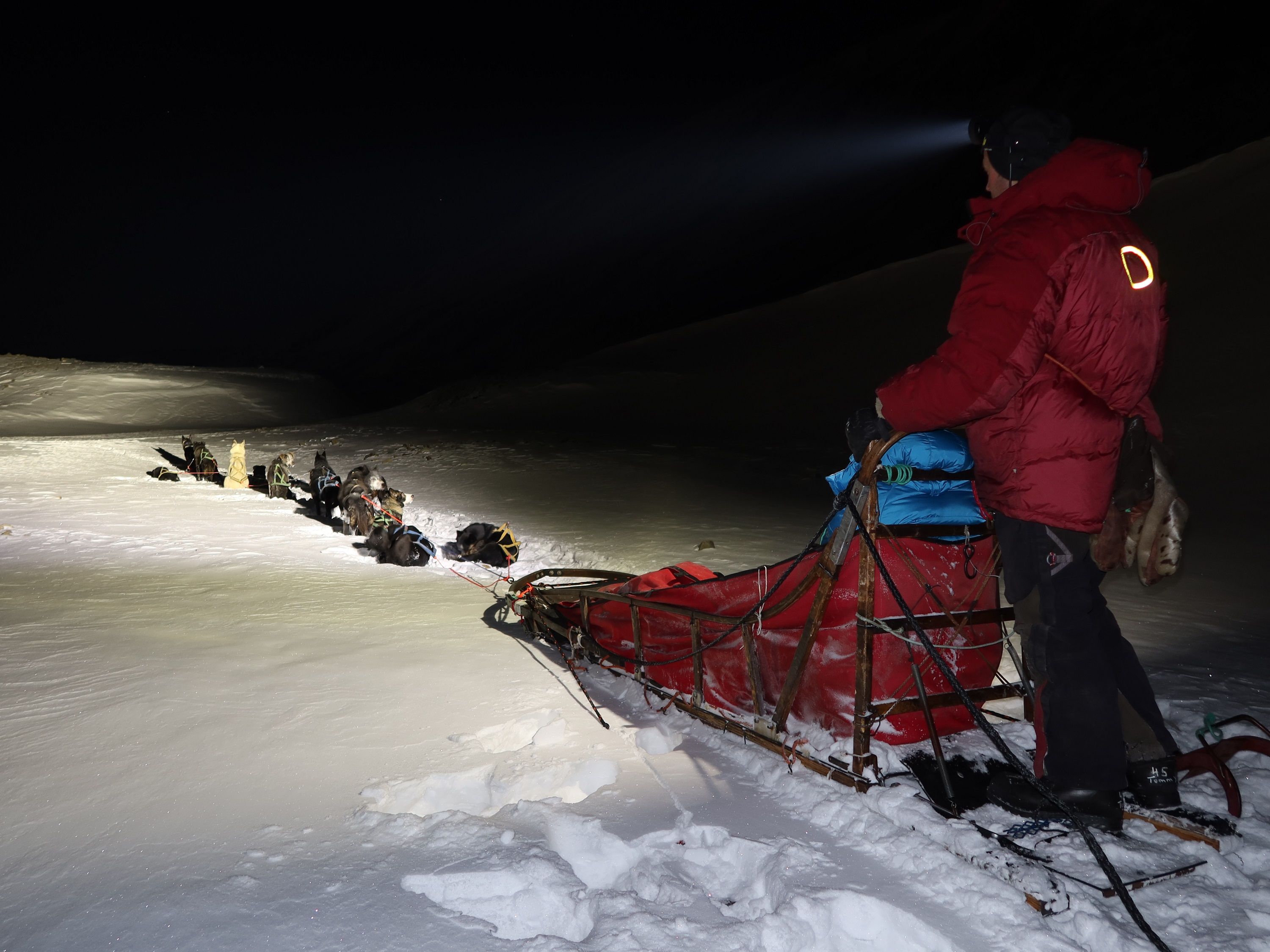 A person driving a dog sled in the darkness