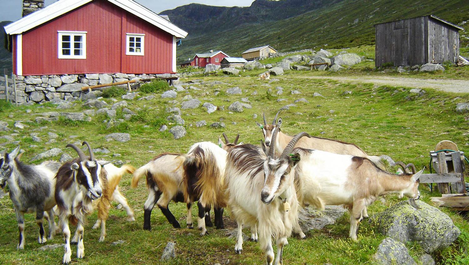 Sparstadtrøe i Sanddalen, Vang i Valdres.