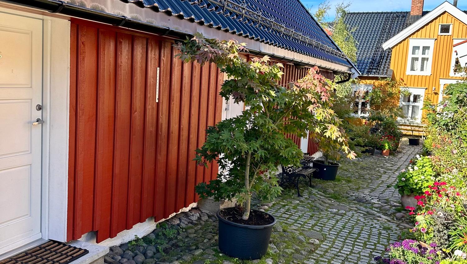 Bilde fra hagen