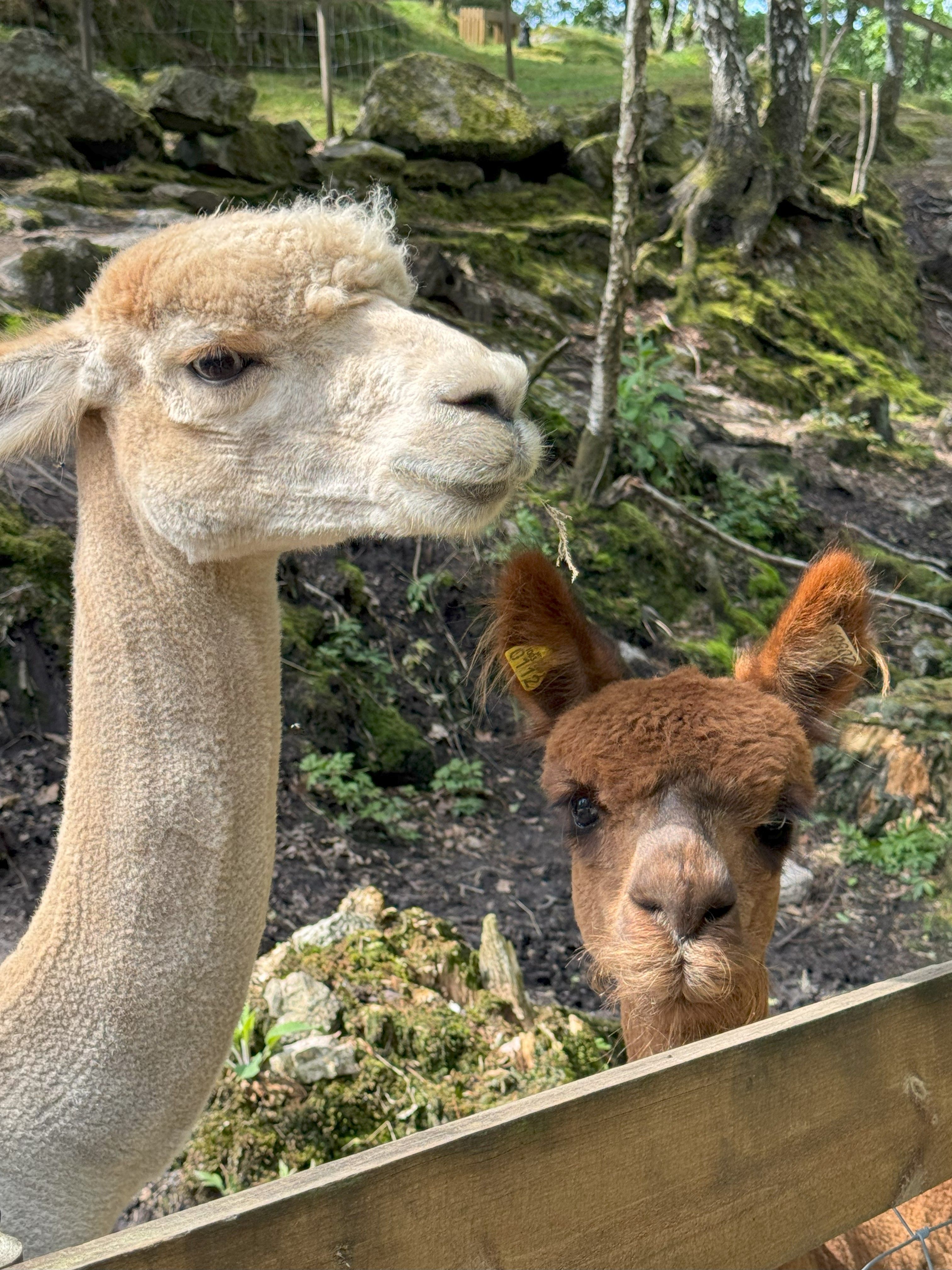 Lindlandgård.SandraGjertviksten4