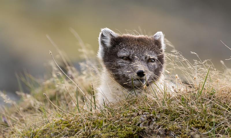 Polarfox in summerfur laying in a grassy meadow