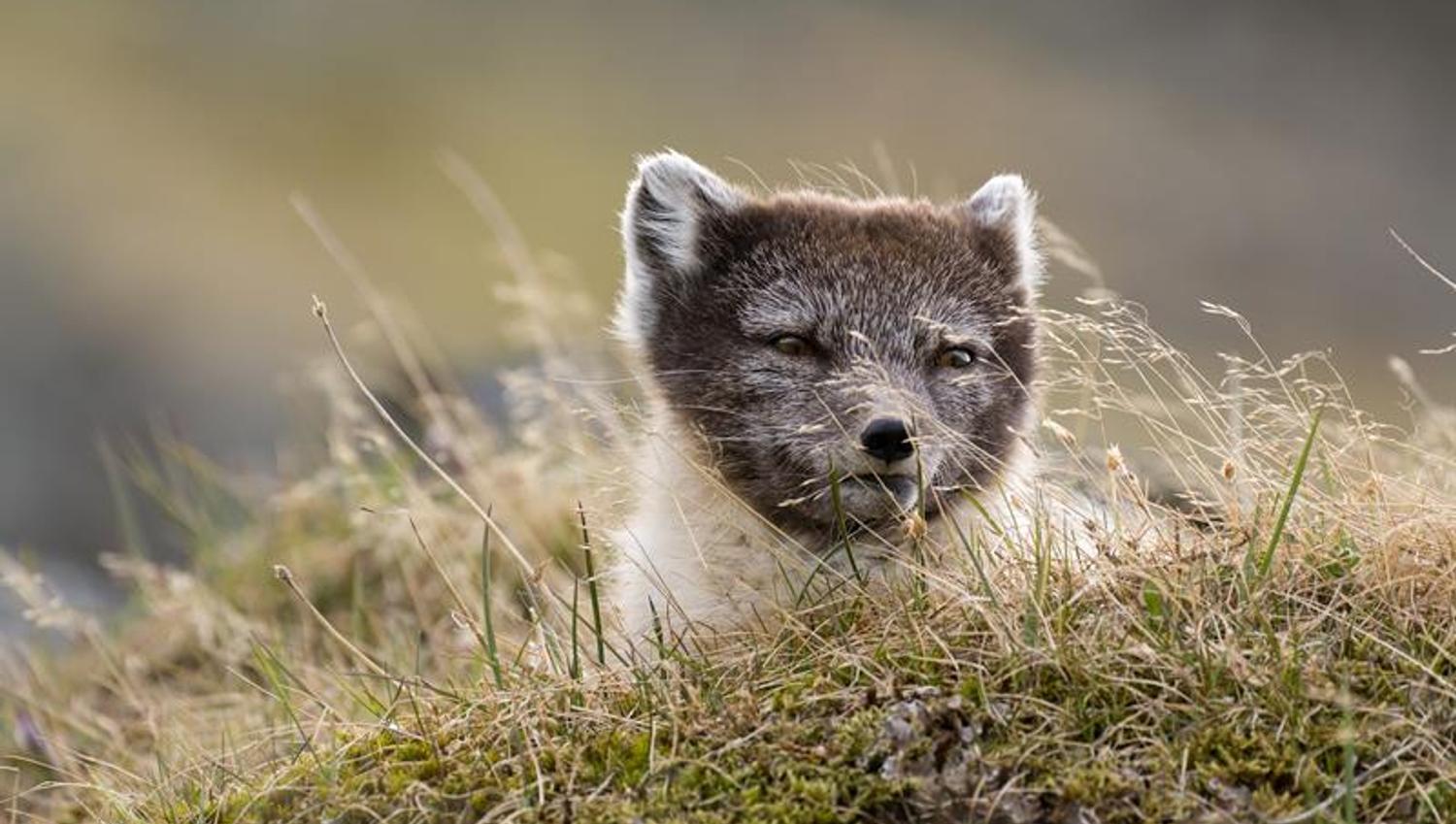Polarfox in summerfur laying in a grassy meadow