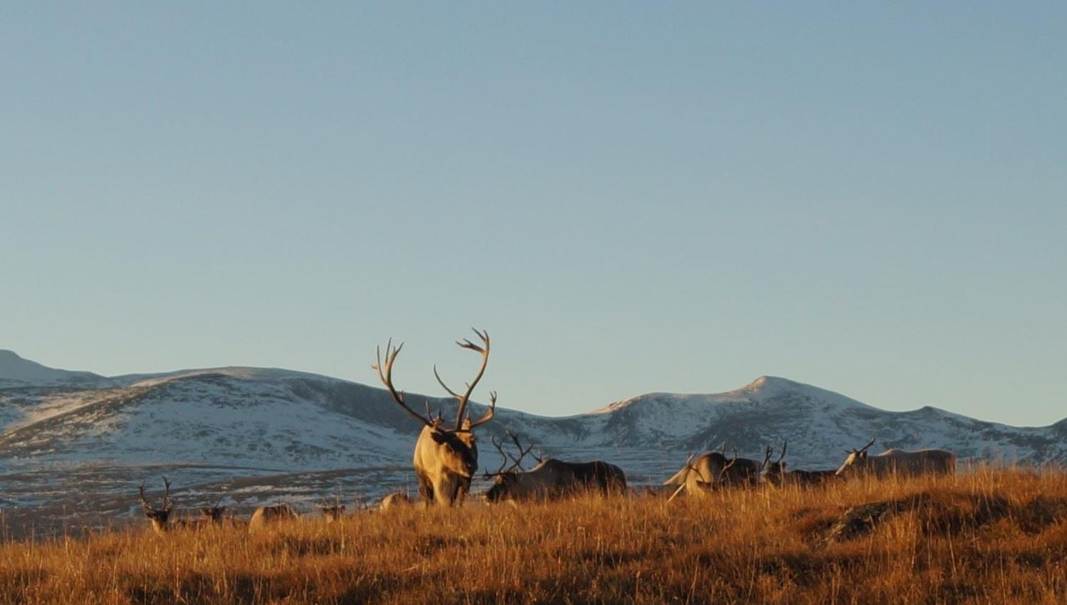 Rein står i fjellandskap med høstfarger og snødekte fjell i bakgrunnen.
