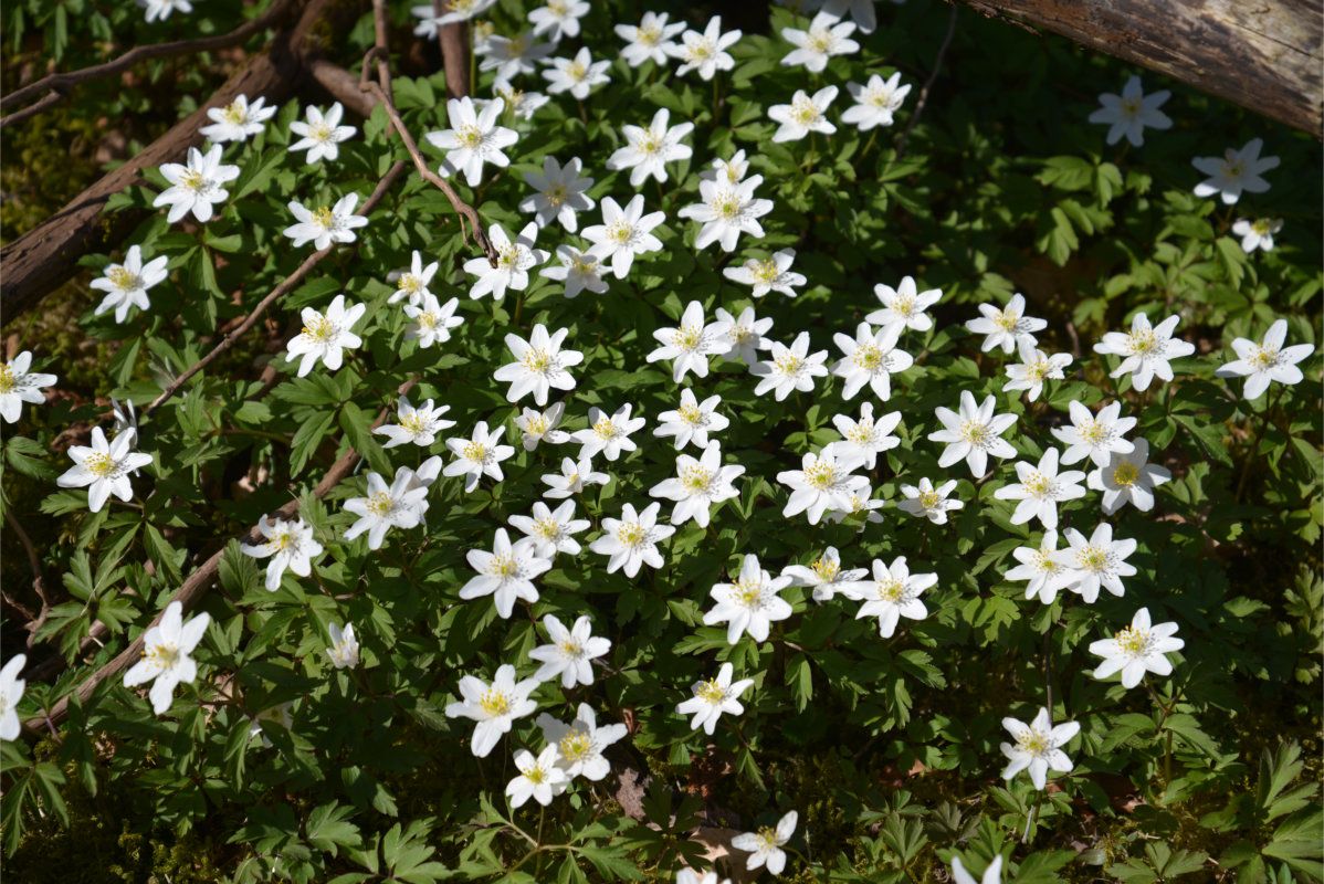 Et sikkert vårtegn er hvitveisblomstringen