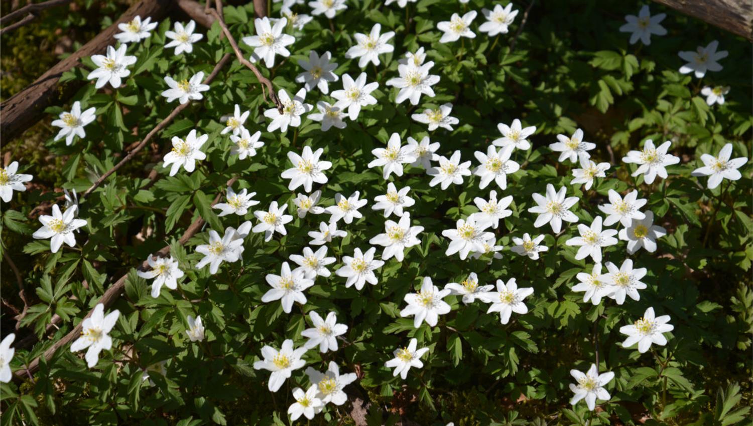 Et sikkert vårtegn er hvitveisblomstringen