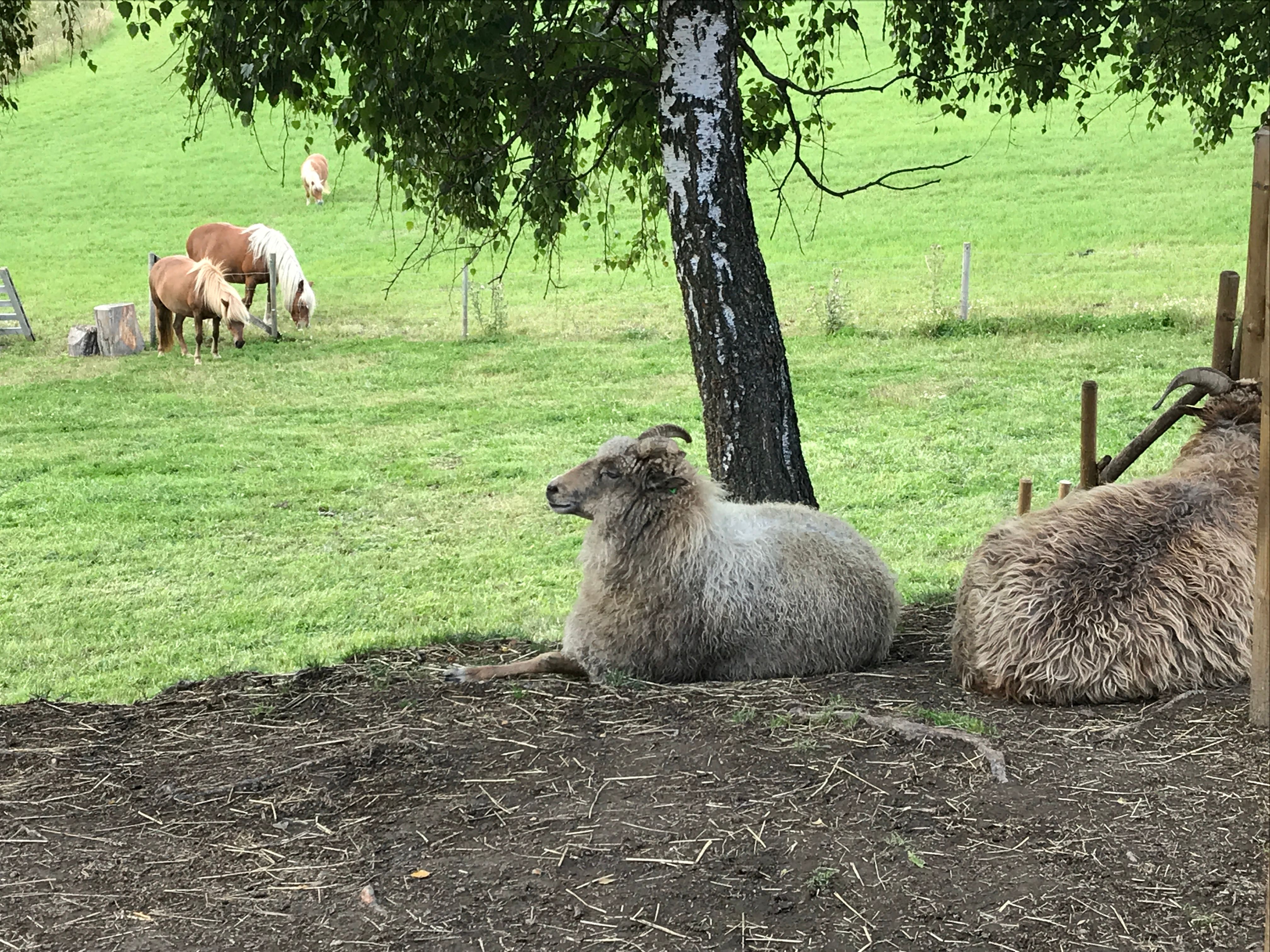 Sheep in the foreground and horses in the background