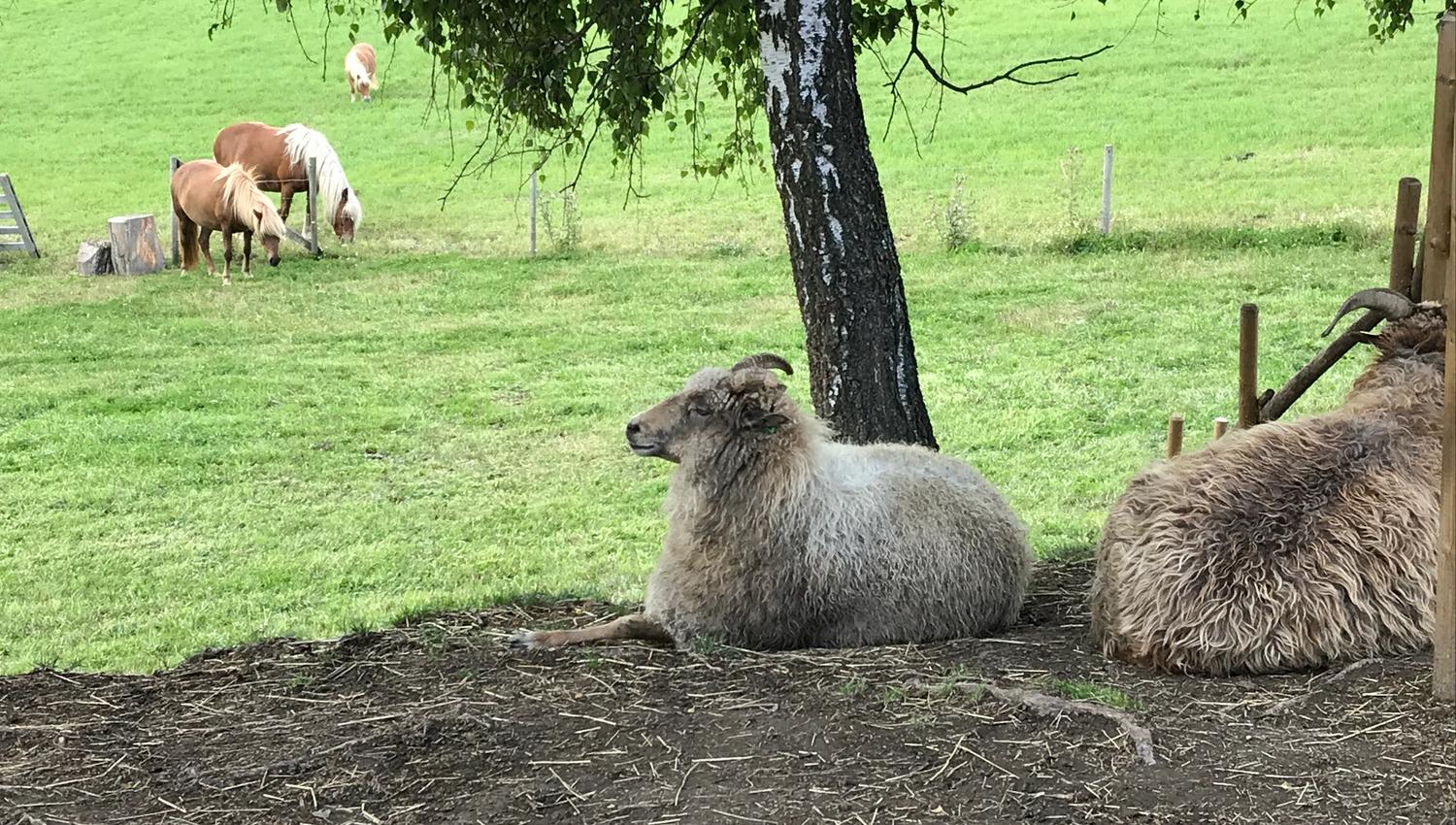 Sheep in the foreground and horses in the background