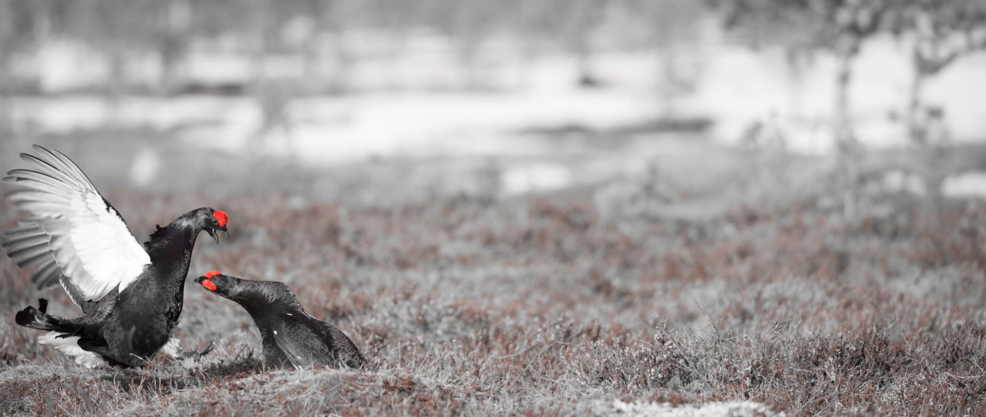 Black grouse (tetrao tetrix) fight
