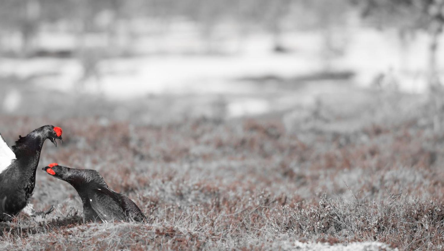 Black grouse (tetrao tetrix) fight