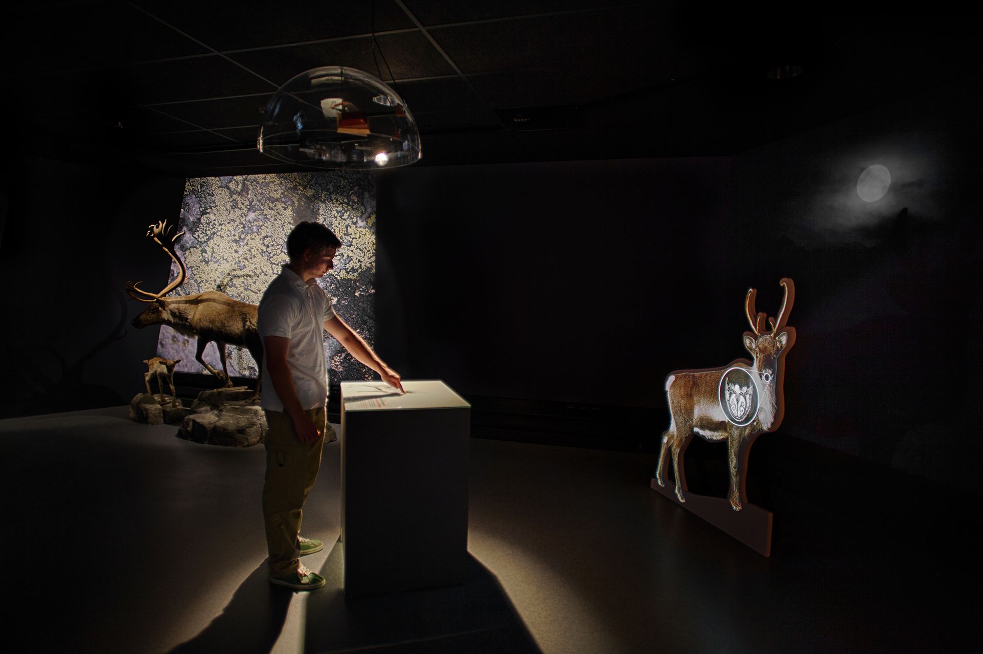 reindeer exhibition at Hardangervidda National Park Center 