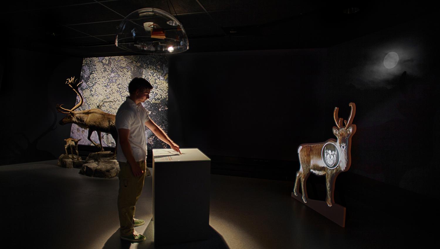 reindeer exhibition at Hardangervidda National Park Center