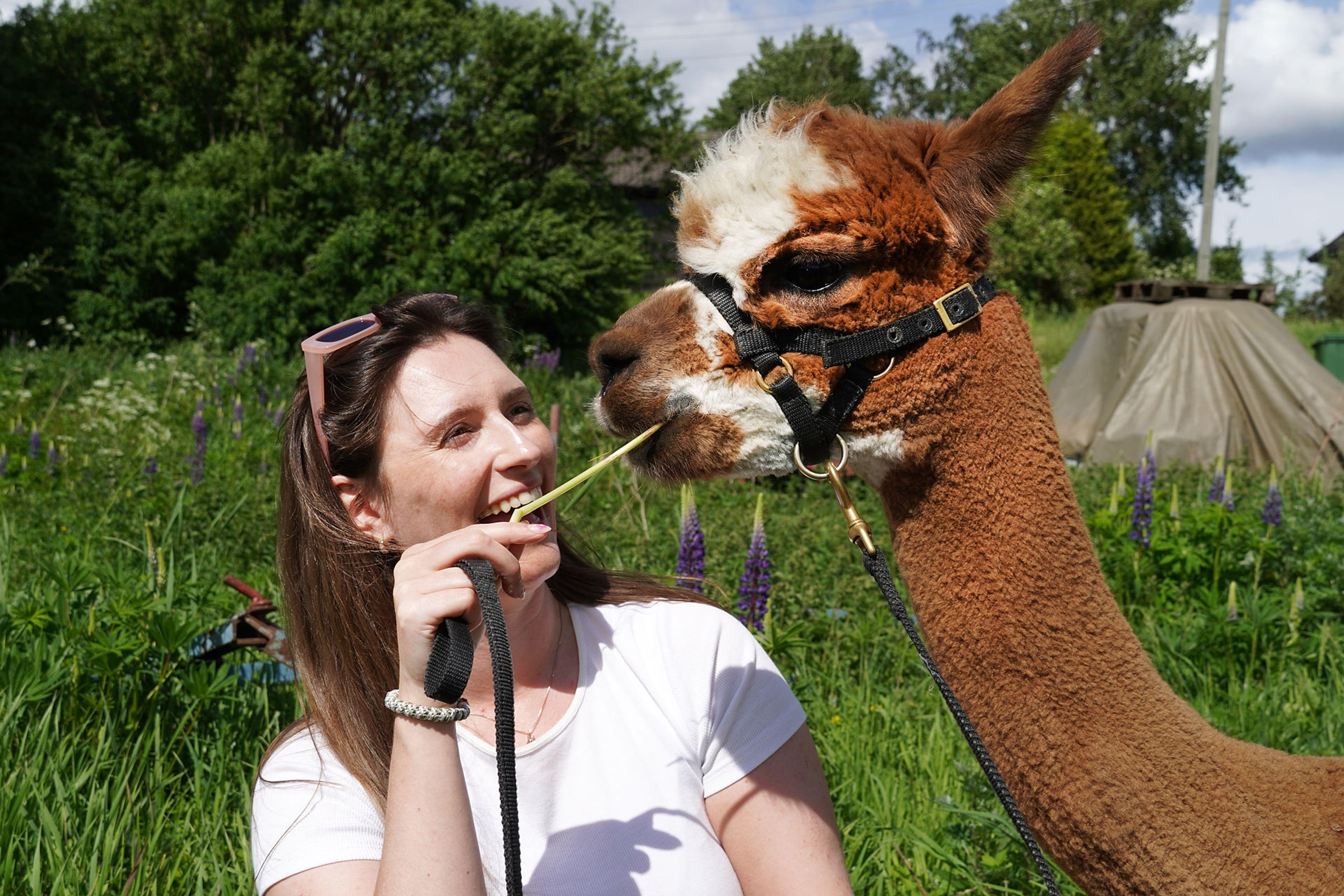 Alpaca and woman - Sørum_Christine Baglo - Visit Norway