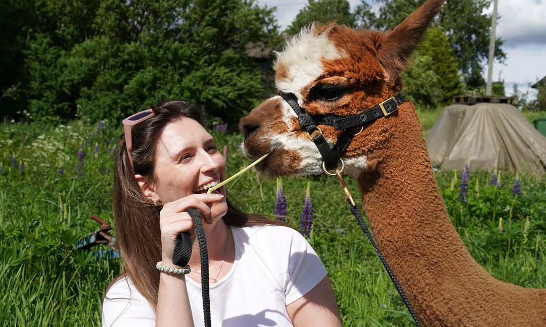 Alpaca and woman - Sørum_Christine Baglo - Visit Norway
