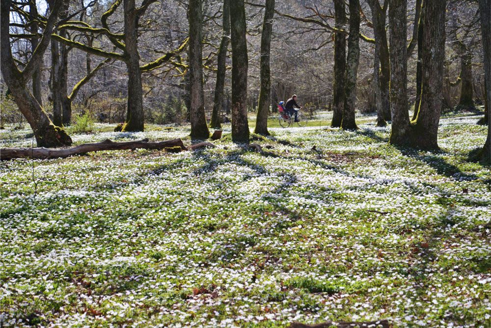 Hvitveis i eikeskogen Jomfruland Kragerø